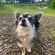 Niky a rejoint le concours — aidez-le/la à gagner de superbes lots ! dog, small_dog, long_hair, outdoor, nature, grass, trees, sky, clouds, pond, path, curious, pet, animal, fur, ears, ground, landscape, daytime, close_up