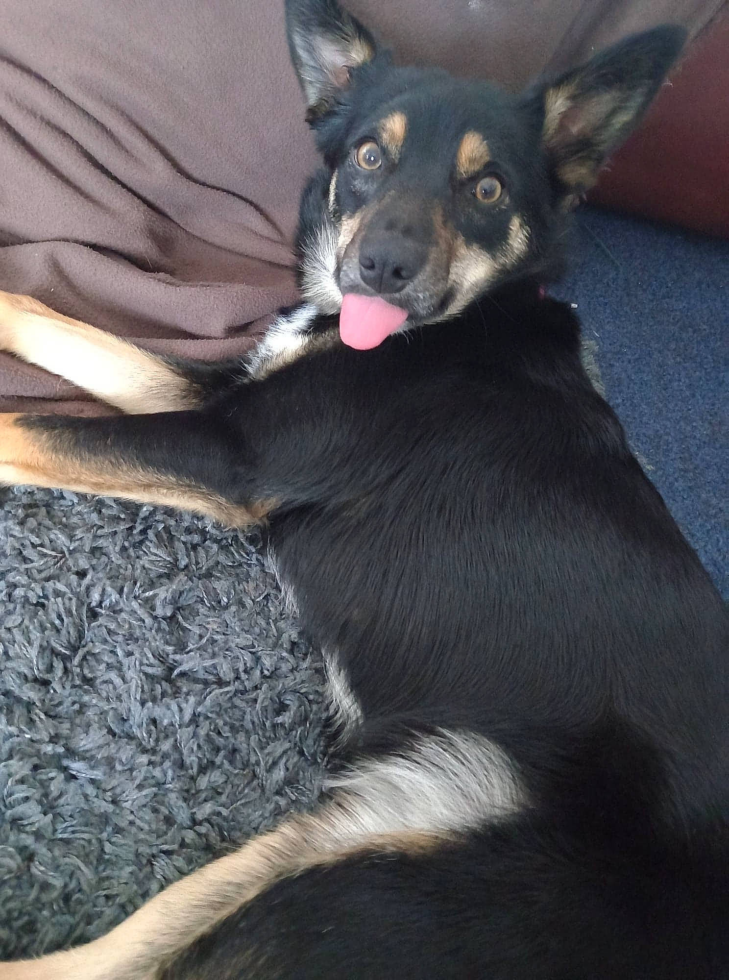 Amilla joined the competition — help win amazing prizes! canidae, carmine, carnivore, comfort, companion_dog, corgi_chihuahua, dog, dog_breed, ear, fur, grey, non_sporting_group, snout, sporting_group, terrestrial_animal, toy_dog, whiskers, working_animal