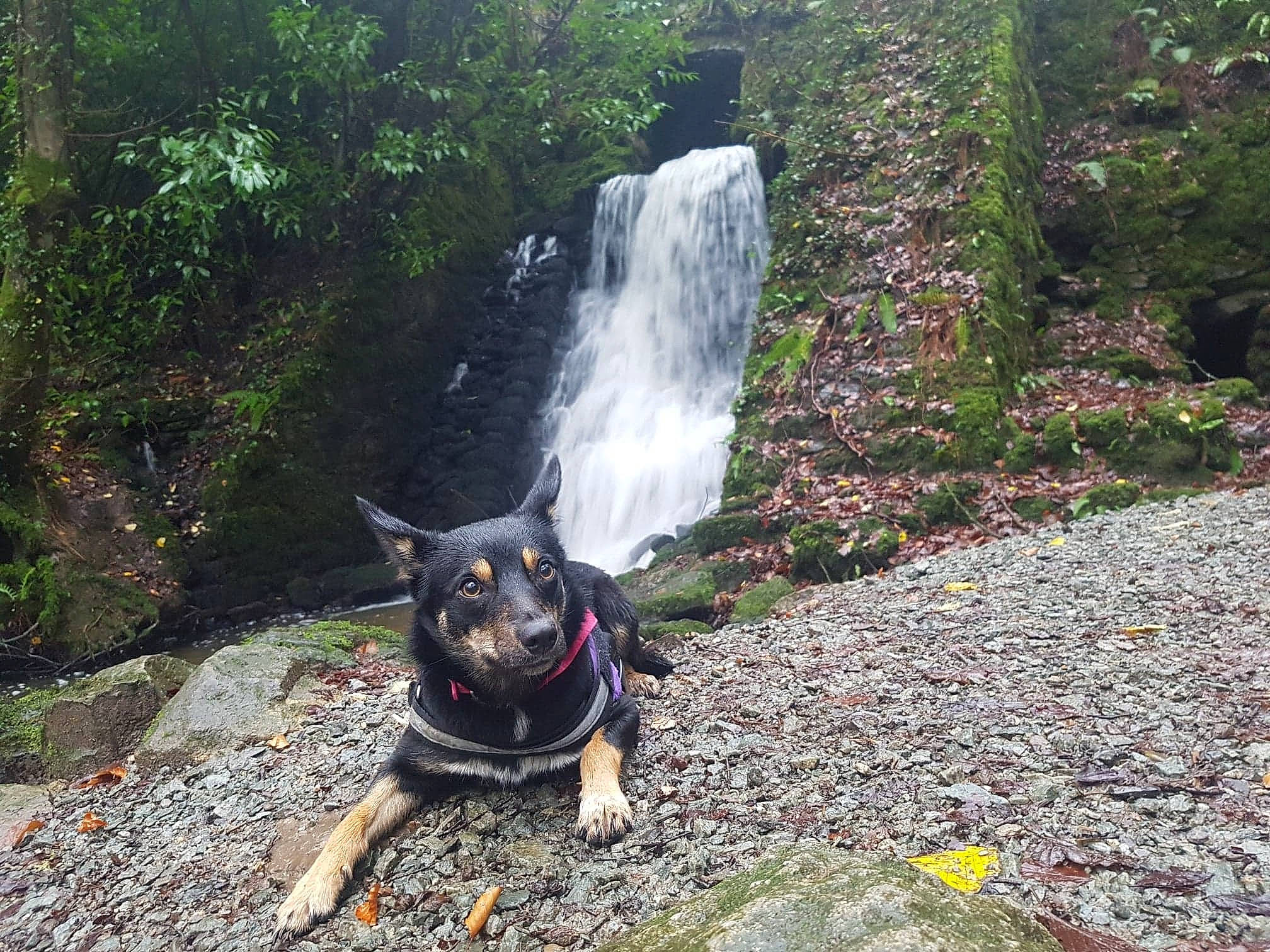 Amilla joined the competition — help win amazing prizes! adventure, carnivore, chute, companion_dog, dog, dog_breed, forest, grass, landscape, leisure, natural_landscape, plant, recreation, rock, water, water_feature, watercourse, waterfall, wilderness, working_animal