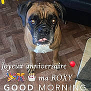 Roxy a rejoint le concours — aidez-le/la à gagner de superbes lots ! birthday_text, black_sofa, brown_dog, canine, celebration, companion, cute, dog, domestic_animal, emoji, festive, flooring, home, indoor, looking_up, parquet_floor, pet, sun_doodle, table, tongue_out
