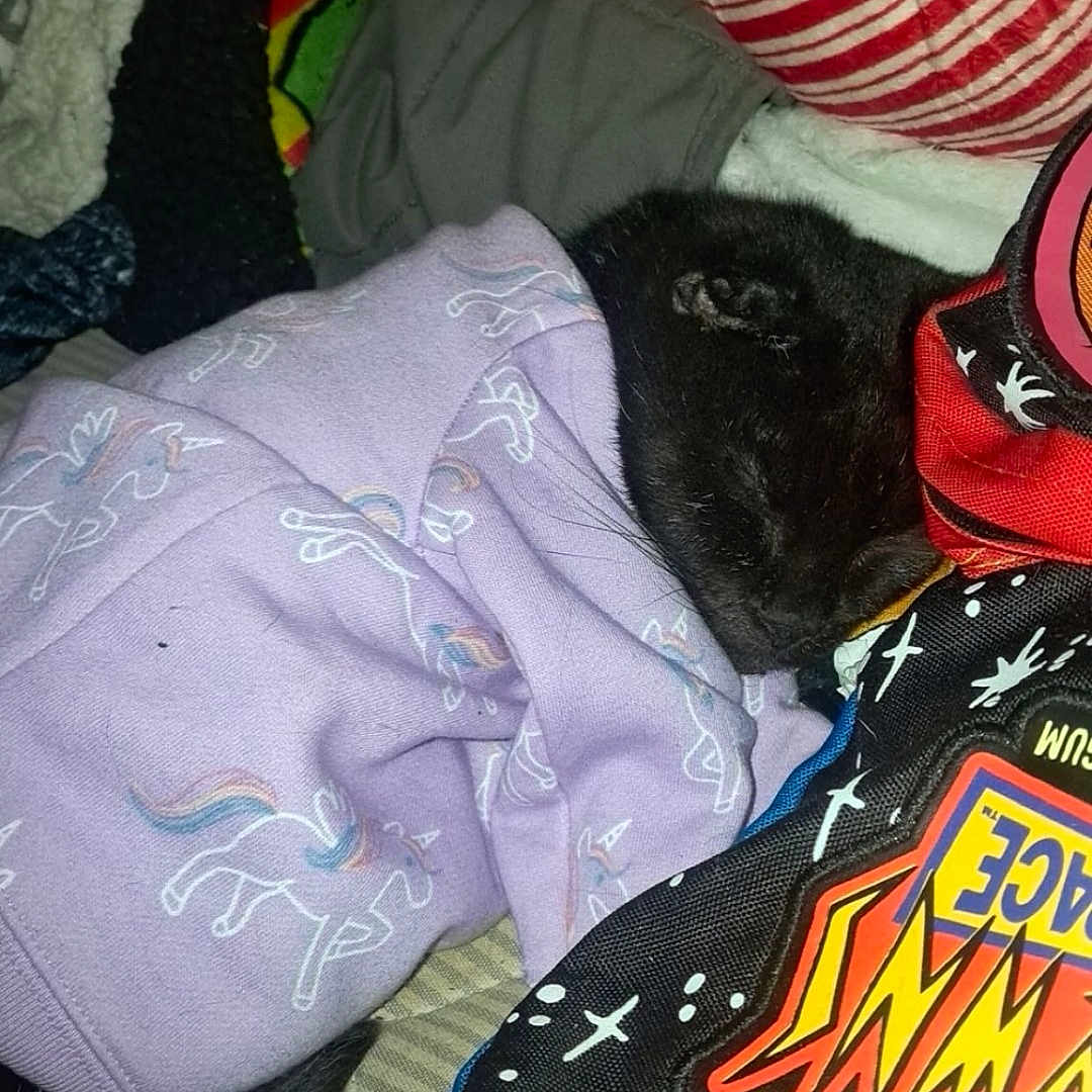 Princess joined the competition — help win amazing prizes! animal, black_fur, blanket, cat, closeup, colorful, cozy, cute, fabric, indoor, pet, purple, relaxed, resting, sleeping, soft, striped, texture, unicorn_pattern, warm