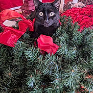 Molly is registered to the contest to win money with this photo: cat, black_cat, christmas_wreath, red_ribbon, holiday_decorations, wrapped_presents, indoor, festive, curious, greenery, table, ornaments, celebration, pets, cute, animal, holiday, christmas, decor, festivity