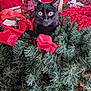 cat, black_cat, christmas_wreath, red_ribbon, holiday_decorations, wrapped_presents, indoor, festive, curious, greenery, table, ornaments, celebration, pets, cute, animal, holiday, christmas, decor, festivity
