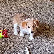 Goldie is registered to the contest to win money with this photo: puppy, dog, carpet, toy, chew_bone, indoor, pet, brown, white, small_dog, curious, cute, fluffy, ears, floor, playful, animal, young, pet_toy, home