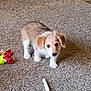 puppy, dog, carpet, toy, chew_bone, indoor, pet, brown, white, small_dog, curious, cute, fluffy, ears, floor, playful, animal, young, pet_toy, home