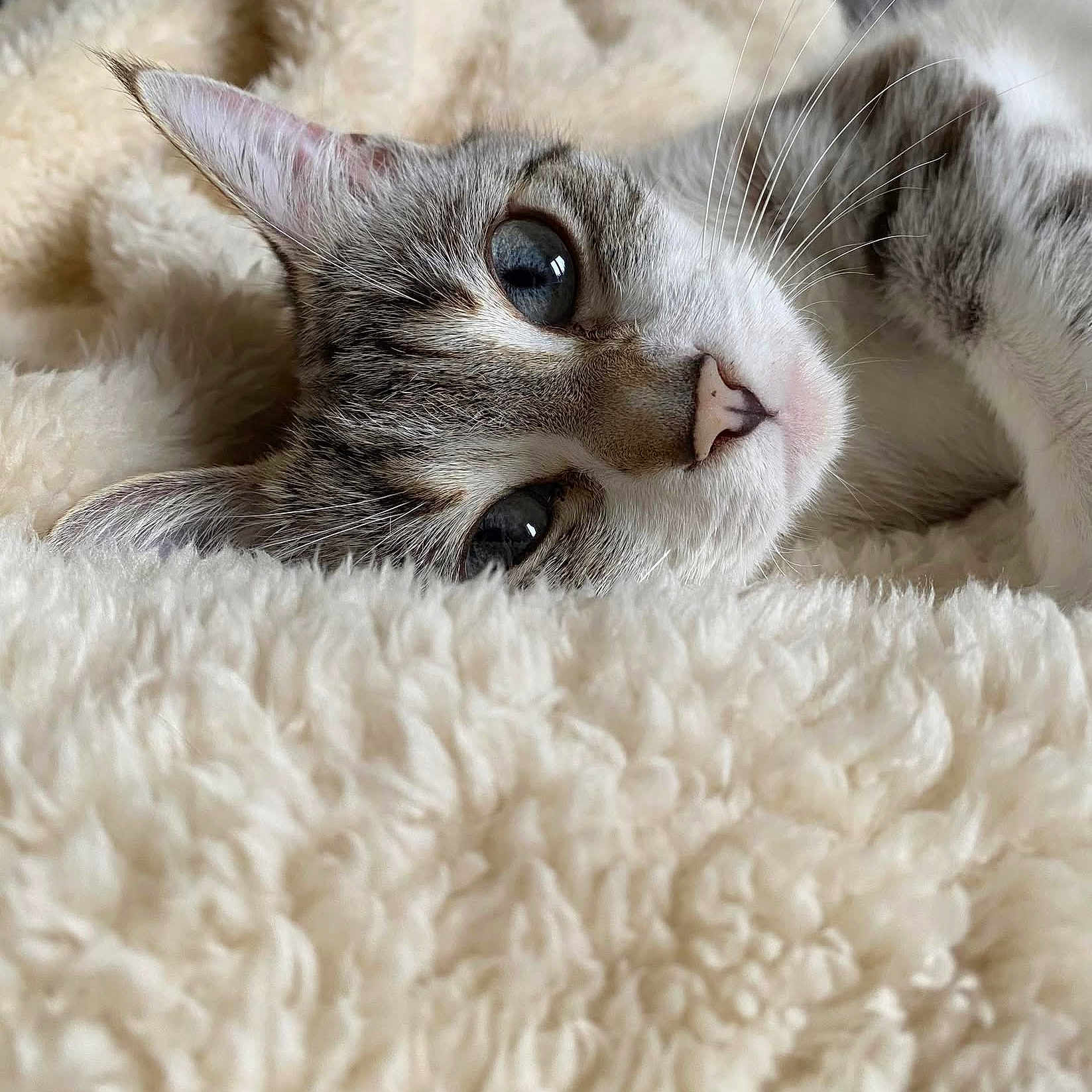 Perle a rejoint le concours — aidez-le/la à gagner de superbes lots ! animal, blue_eyes, cat, close_up, comfort, cozy, cute, face, fluffy_blanket, fur, indoor, mammal, pet, portrait, relaxing, resting, sleepy, soft_light, tabby, whiskers