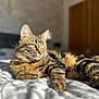 Milo a rejoint le concours — aidez-le/la à gagner de superbes lots ! cat, tabby_cat, animal, pet, feline, lying_down, bed, indoor, sunlight, fur, green_eyes, whiskers, relaxed, closeup, mammal, domestic_animal, striped, sleepy, cozy, soft