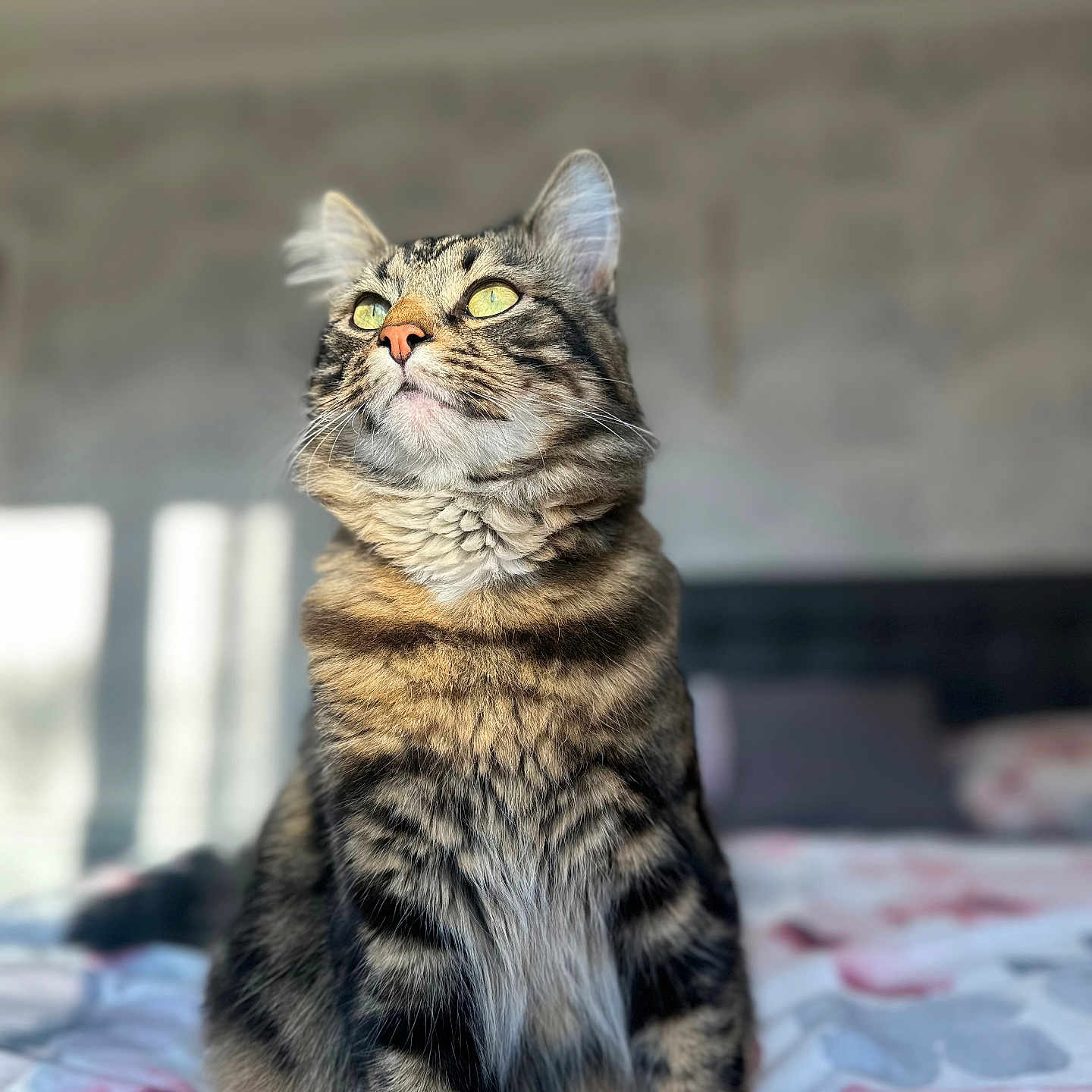 Milo participe au concours pour gagner de l'argent avec cette photo : animal, bed, cat, cute, domestic, ears, eyes, feline, fluffy, fur, home, indoor, looking_up, mammal, pet, portrait, resting, striped, tabby, whiskers