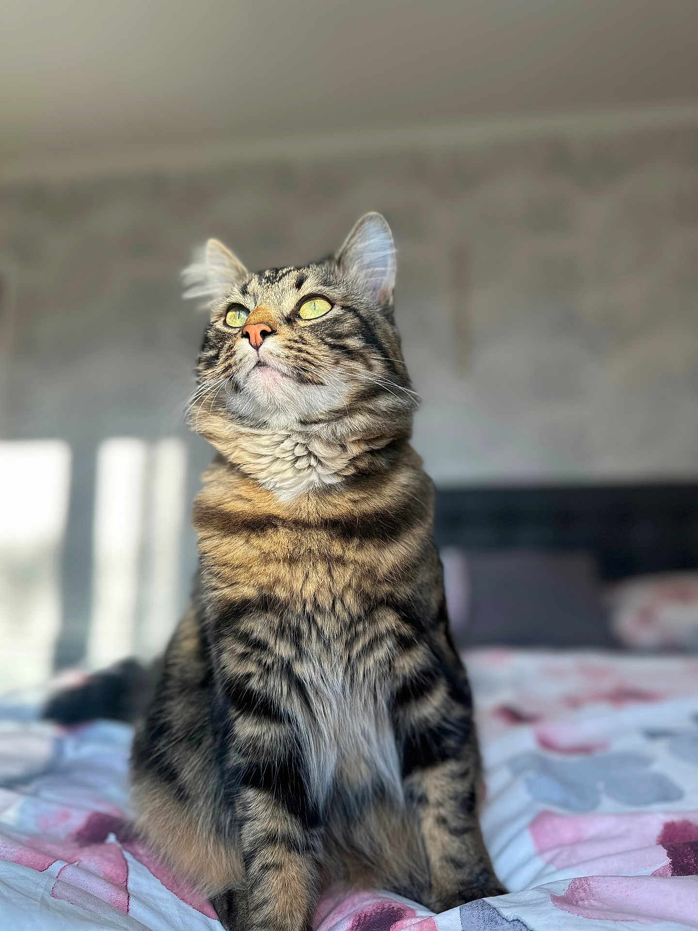 Milo participe au concours pour gagner de l'argent avec cette photo : cat, tabby, pet, feline, animal, bed, indoor, striped, fur, whiskers, ears, eyes, domestic, mammal, cute, fluffy, portrait, resting, looking_up, home