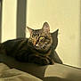 cat, tabby, sunlight, shadow, indoor, pet, feline, relaxing, green_eyes, fur, whiskers, portrait, domestic_animal, window_light, cozy, resting, animal, closeup, soft_texture, warm_light