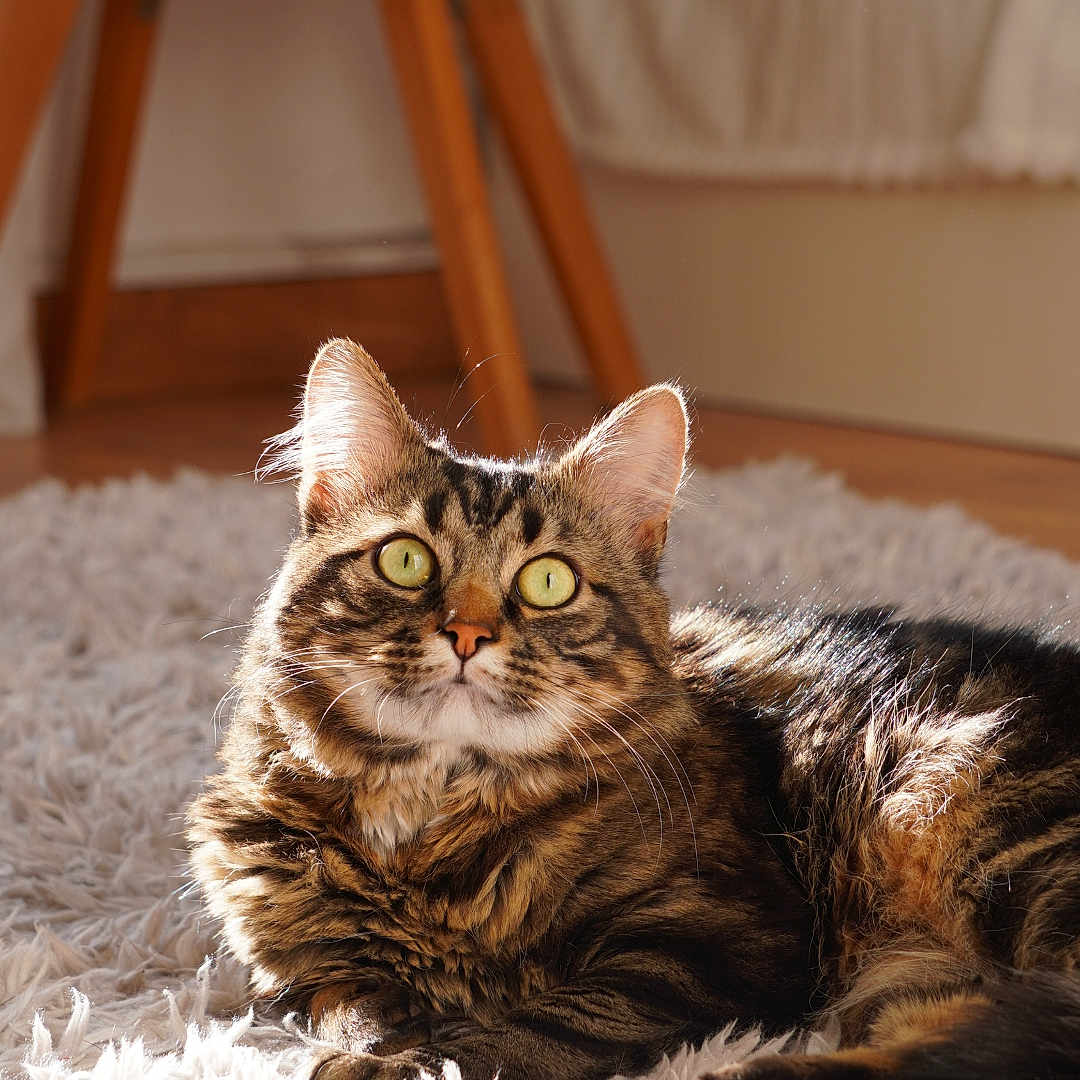 Milo