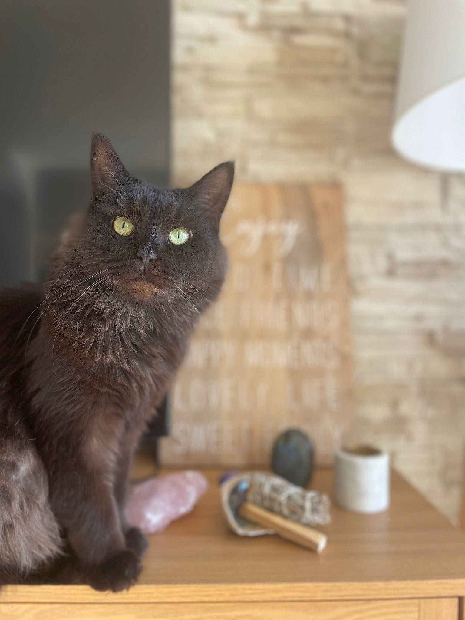 Luna participe au concours pour gagner de l'argent avec cette photo : black_cat, carnivore, cat, domestic_short_haired_cat, felidae, floor, flooring, fur, grey, hardwood, paw, serveware, small_to_medium_sized_cats, snout, tableware, tail, whiskers, window, wood, wood_stain