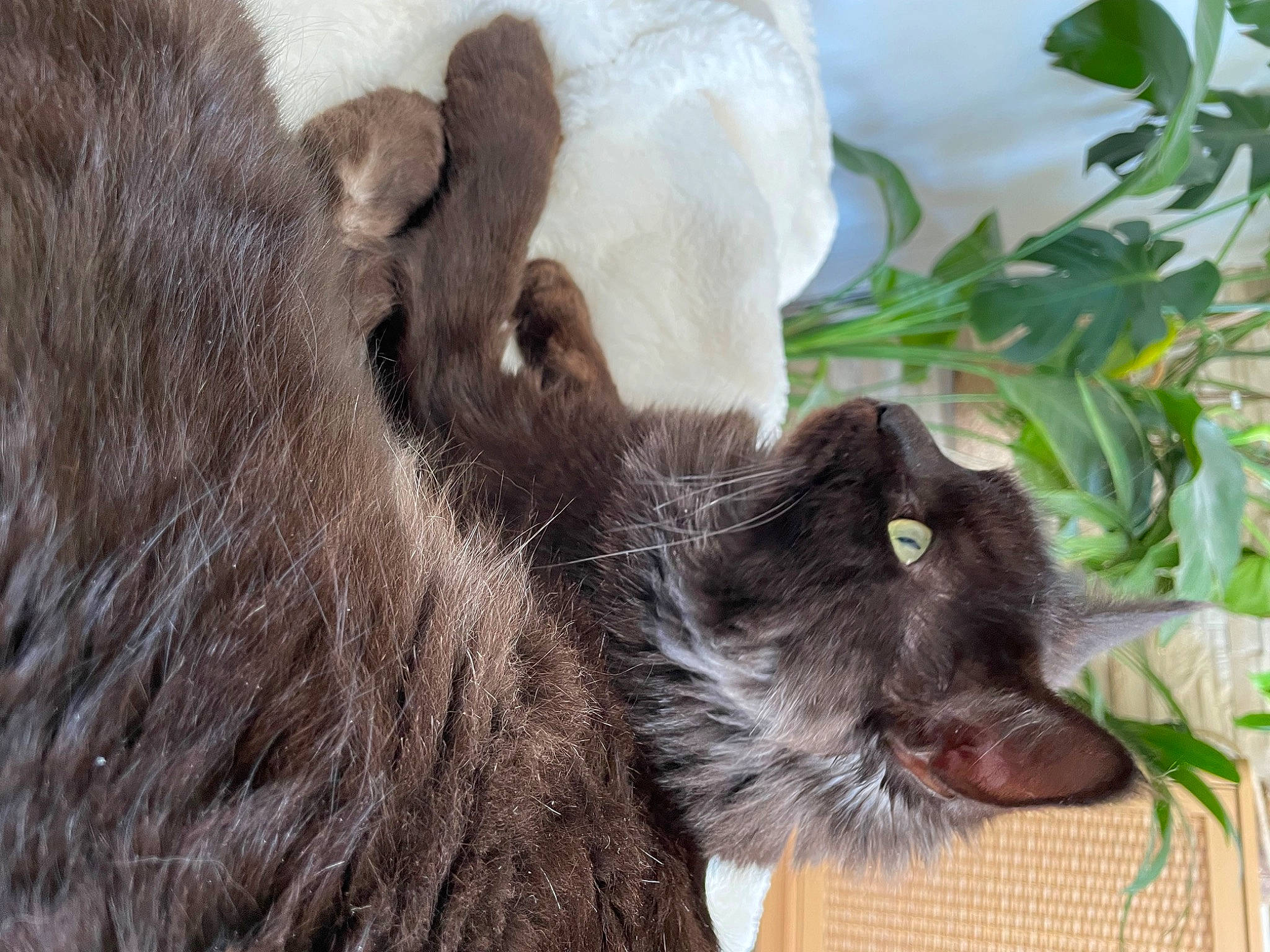 Luna a rejoint le concours — aidez-le/la à gagner de superbes lots ! canidae, carnivore, cat, claw, dog_breed, domestic_short_haired_cat, fawn, felidae, fur, gesture, liver, mammal, paw, plant, small_to_medium_sized_cats, snout, sporting_group, terrestrial_animal, vertebrate, whiskers