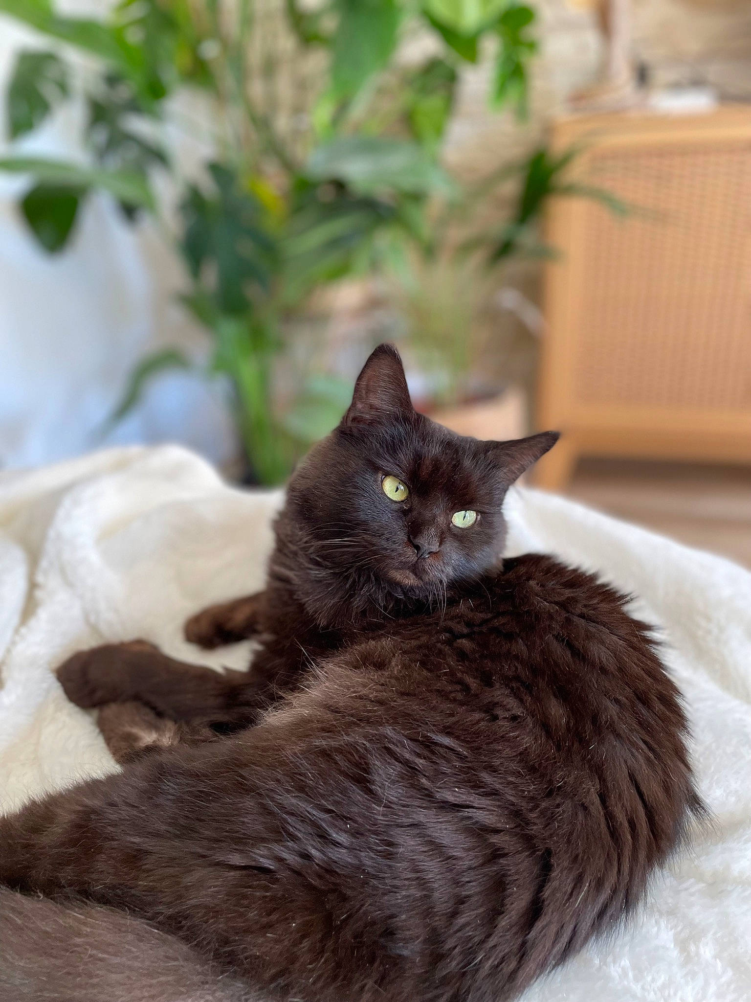 Luna participe au concours pour gagner de l'argent avec cette photo : black_cat, bombay, carnivore, cat, claw, comfort, domestic_short_haired_cat, felidae, flowerpot, fur, grey, houseplant, plant, sitting, small_to_medium_sized_cats, snout, tail, terrestrial_animal, whiskers, wood