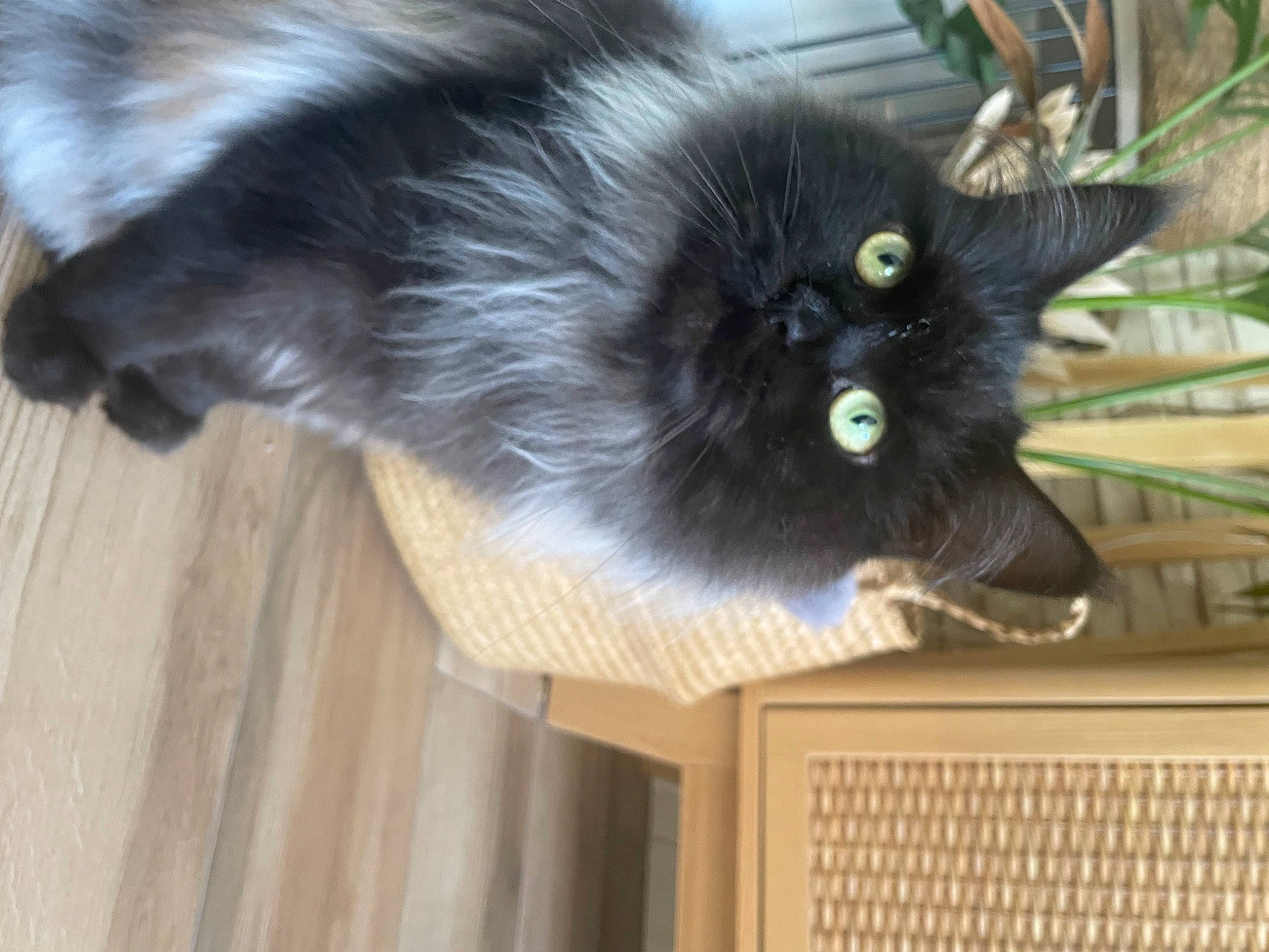 Luna participe au concours pour gagner de l'argent avec cette photo : carnivore, cat, claw, domestic_short_haired_cat, felidae, fur, hardwood, natural_material, paw, plank, plant, small_to_medium_sized_cats, snout, tail, varnish, whiskers, wood