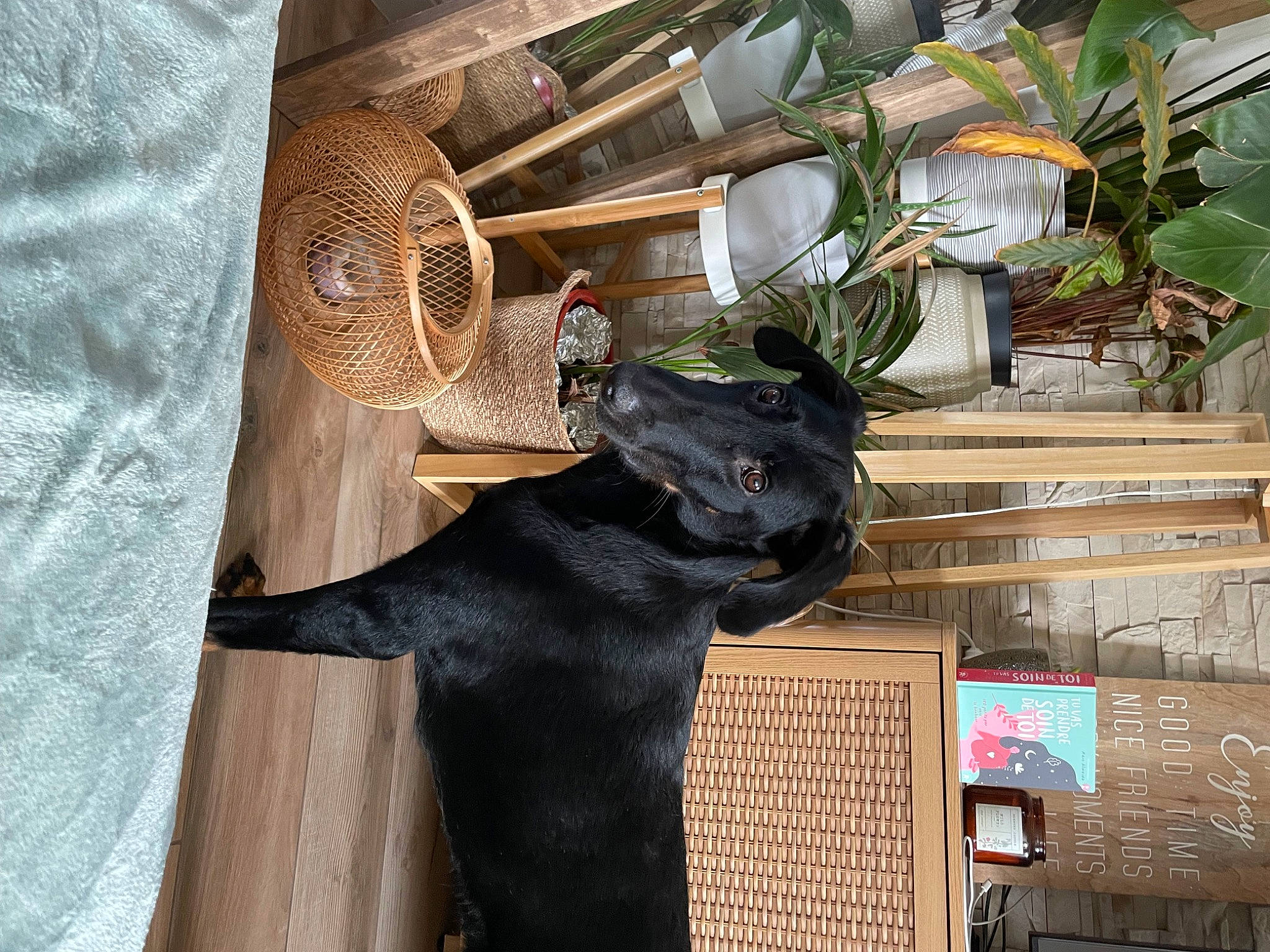 Joy participe au concours pour gagner de l'argent avec cette photo : art, fashion_accessory, fawn, fur, hardwood, horn, houseplant, metal, moose, natural_material, organism, plant, room, sculpture, snout, tail, terrestrial_animal, twig, wood, working_animal