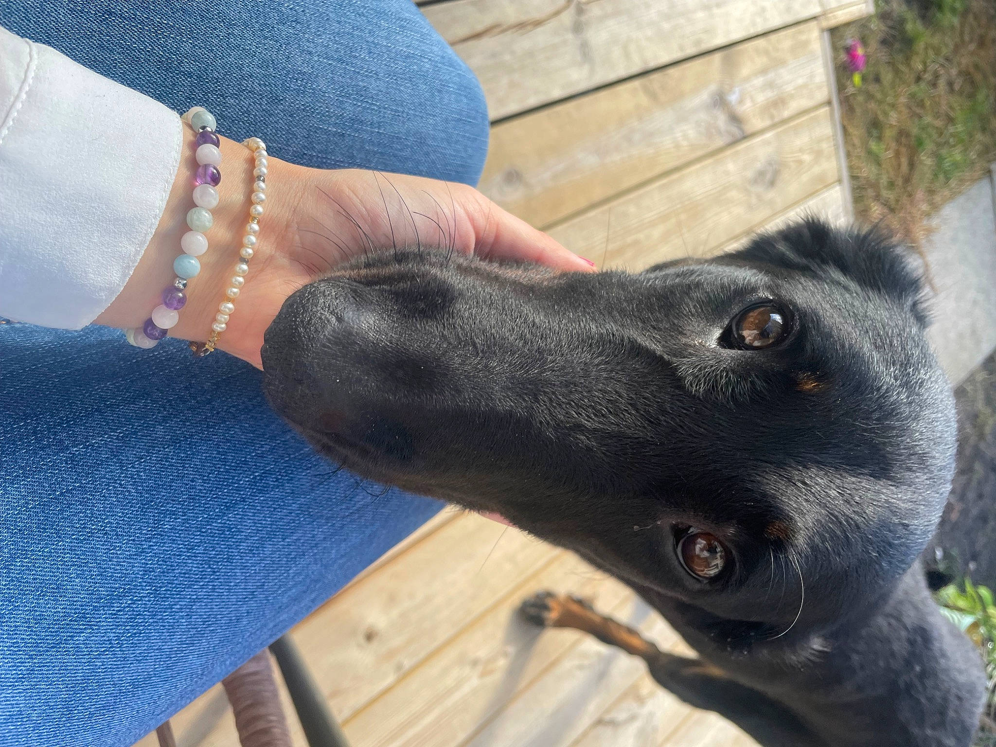 Joy a rejoint le concours — aidez-le/la à gagner de superbes lots ! blue, bracelet, carnivore, companion_dog, denim, dog, dog_breed, electric_blue, fashion_accessory, foot, gesture, human_leg, jewellery, pattern, plant, snout, sporting_group, whiskers, working_animal, wrist