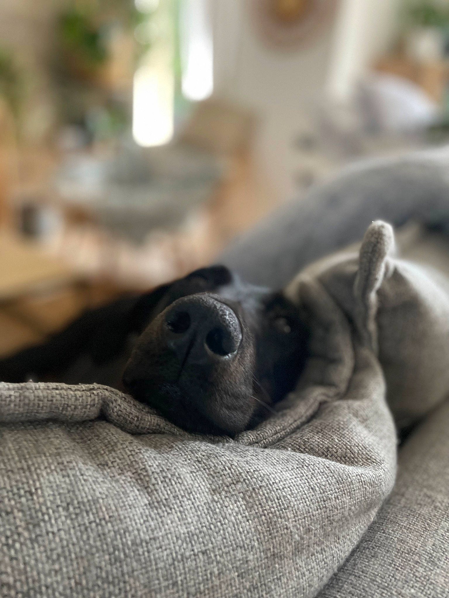 Joy a rejoint le concours — aidez-le/la à gagner de superbes lots ! bored, canidae, carnivore, comfort, companion_dog, dog, dog_breed, ear, fawn, fur, grey, linens, nap, sitting, snout, sporting_group, terrestrial_animal, whiskers, working_animal, wrinkle