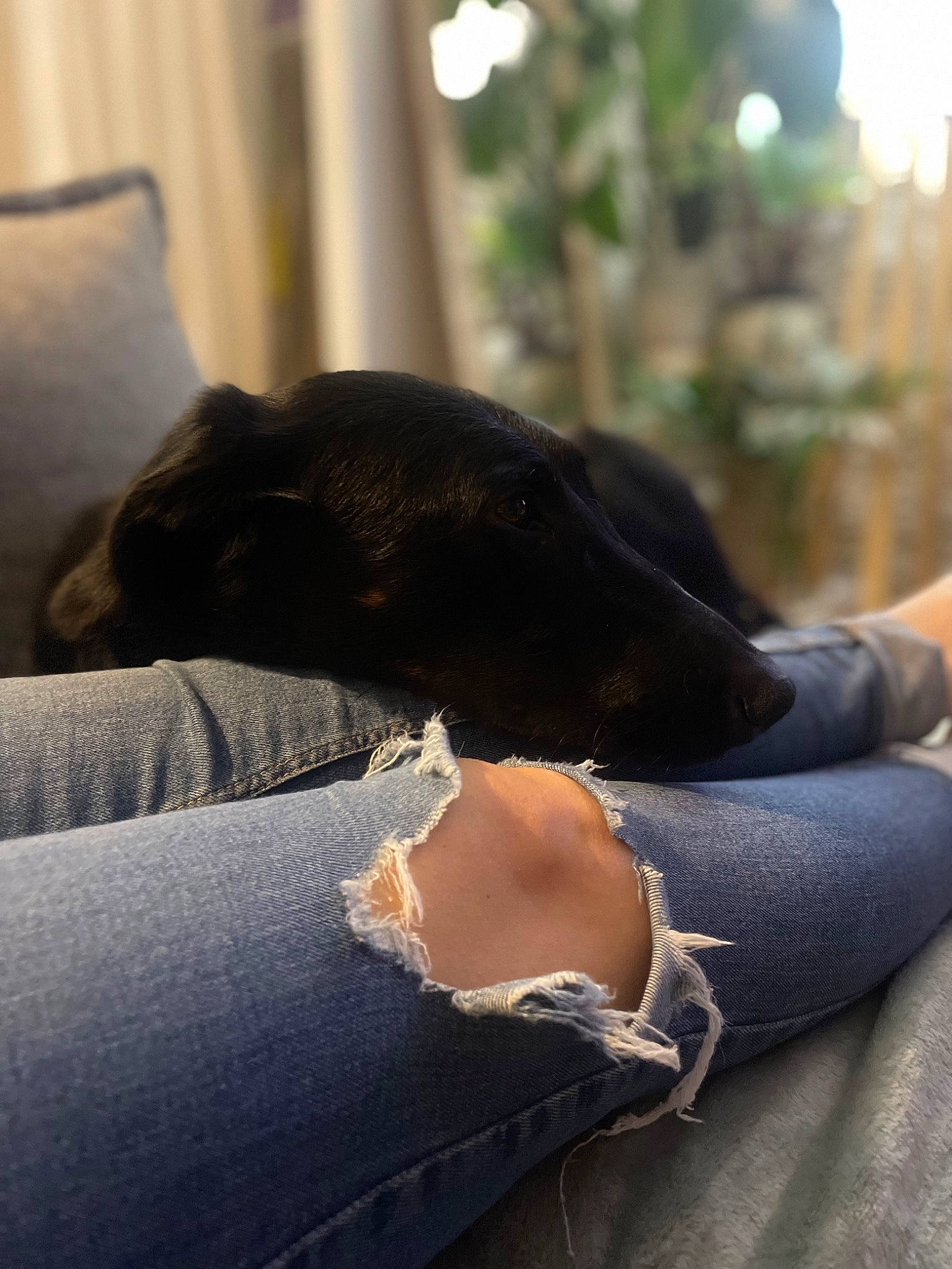 Joy participe au concours pour gagner de l'argent avec cette photo : canidae, carnivore, comfort, companion_dog, dog, dog_breed, fashion_accessory, fawn, foot, fur, gesture, human_leg, light, liver, sitting, snout, sporting_group, tints_and_shades, working_animal, wrist