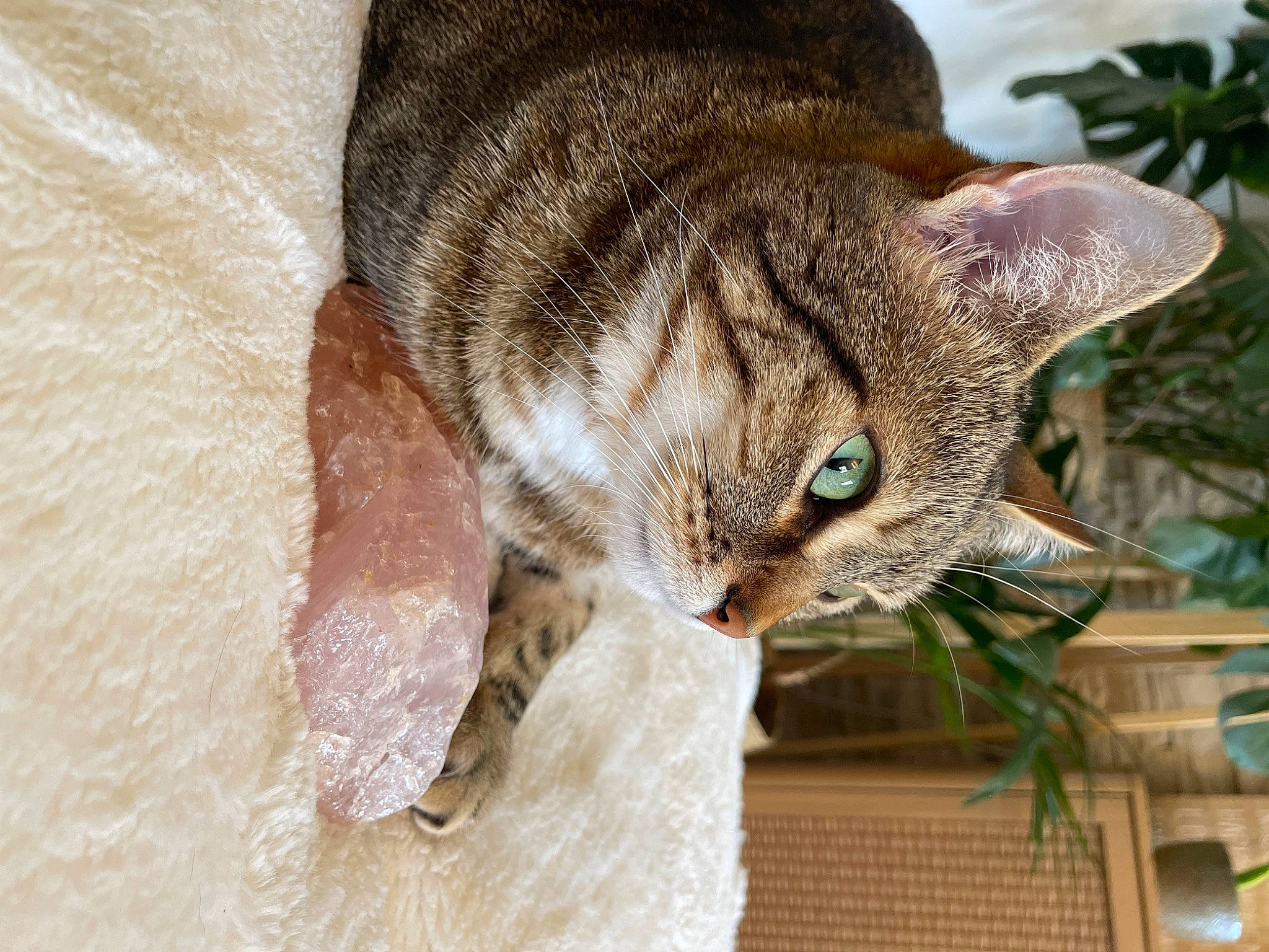 Lilou participe au concours pour gagner de l'argent avec cette photo : carnivore, cat, claw, close_up, domestic_short_haired_cat, fawn, felidae, fur, grass, paw, plant, small_to_medium_sized_cats, snout, tail, terrestrial_animal, tree, whiskers, wildlife, window, wood