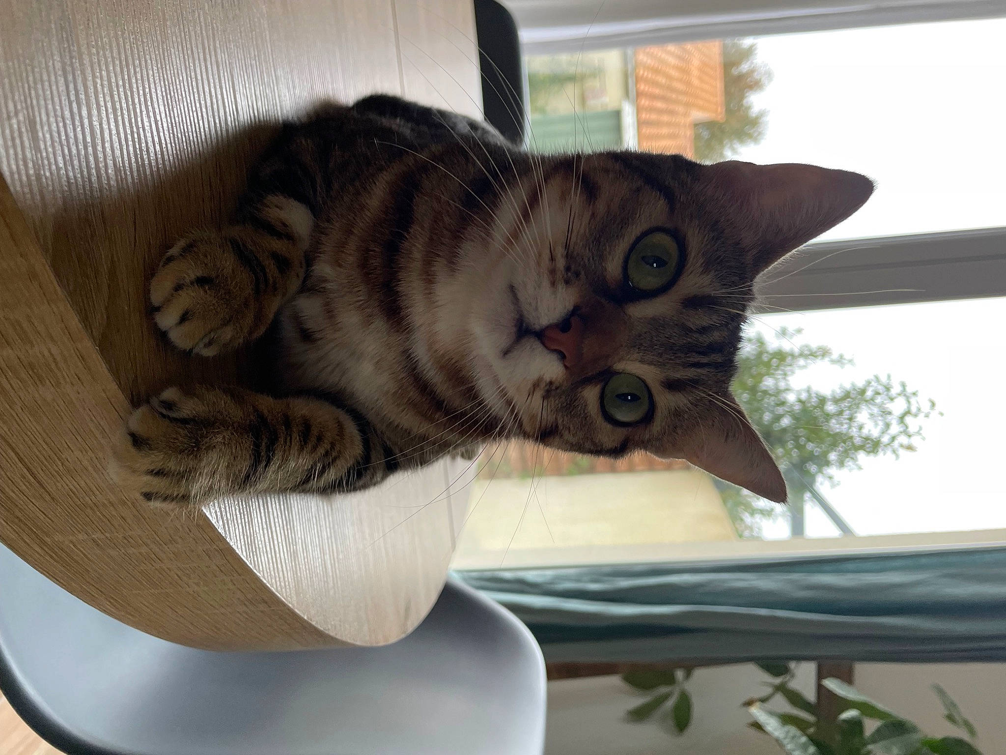 Lilou a rejoint le concours — aidez-le/la à gagner de superbes lots ! carnivore, cat, cat_bed, cat_supply, comfort, domestic_short_haired_cat, felidae, fur, paw, pet_supply, plant, small_to_medium_sized_cats, snout, tail, tree, whiskers, window, wood