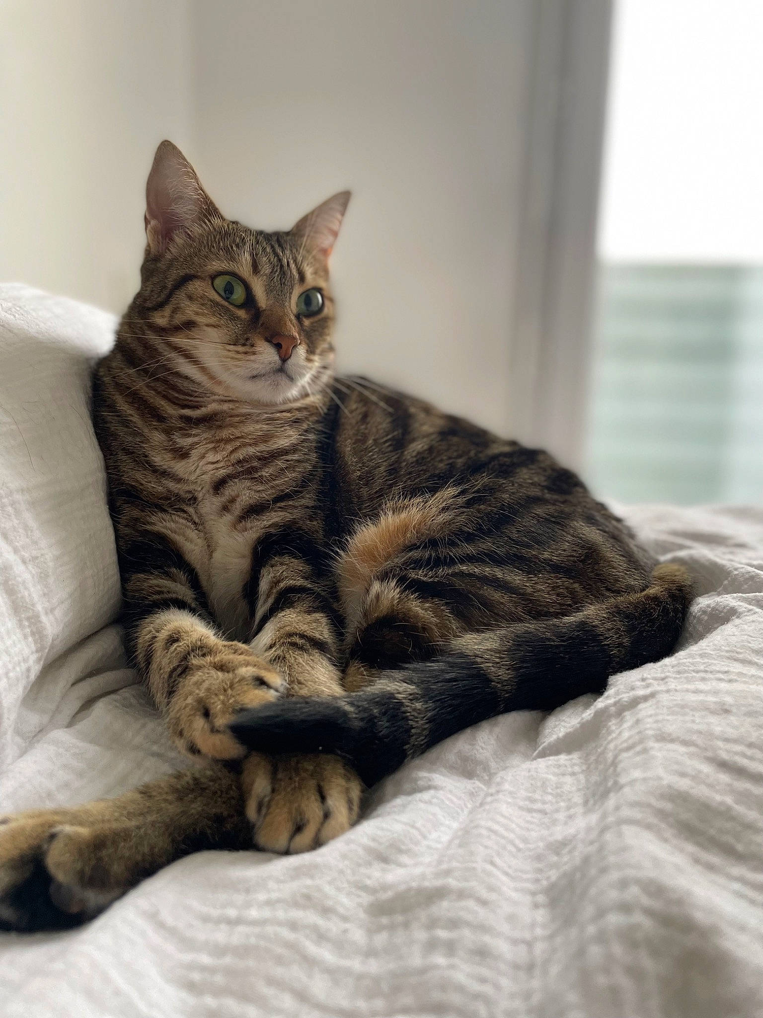 Lilou participe au concours pour gagner de l'argent avec cette photo : bed, bedding, carnivore, cat, claw, comfort, domestic_short_haired_cat, felidae, fur, grey, linens, paw, sitting, small_to_medium_sized_cats, snout, tail, terrestrial_animal, tree, whiskers, wood