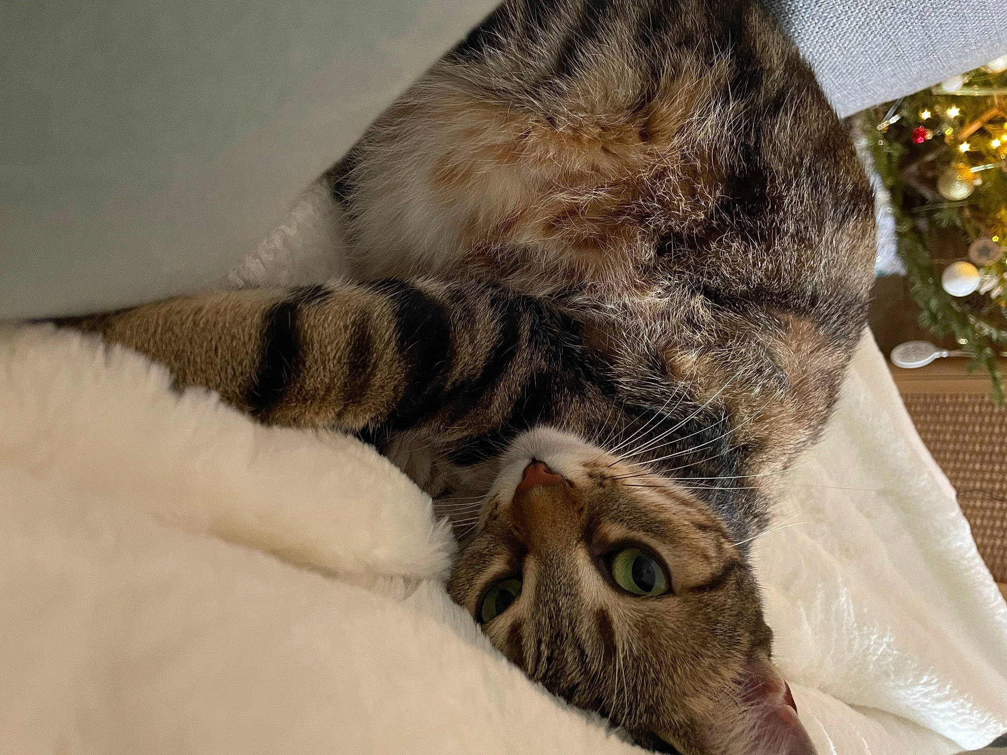 Lilou participe au concours pour gagner de l'argent avec cette photo : carnivore, cat, claw, comfort, domestic_short_haired_cat, event, fawn, felidae, fur, linens, nap, paw, sleep, small_to_medium_sized_cats, snout, tail, terrestrial_animal, whiskers