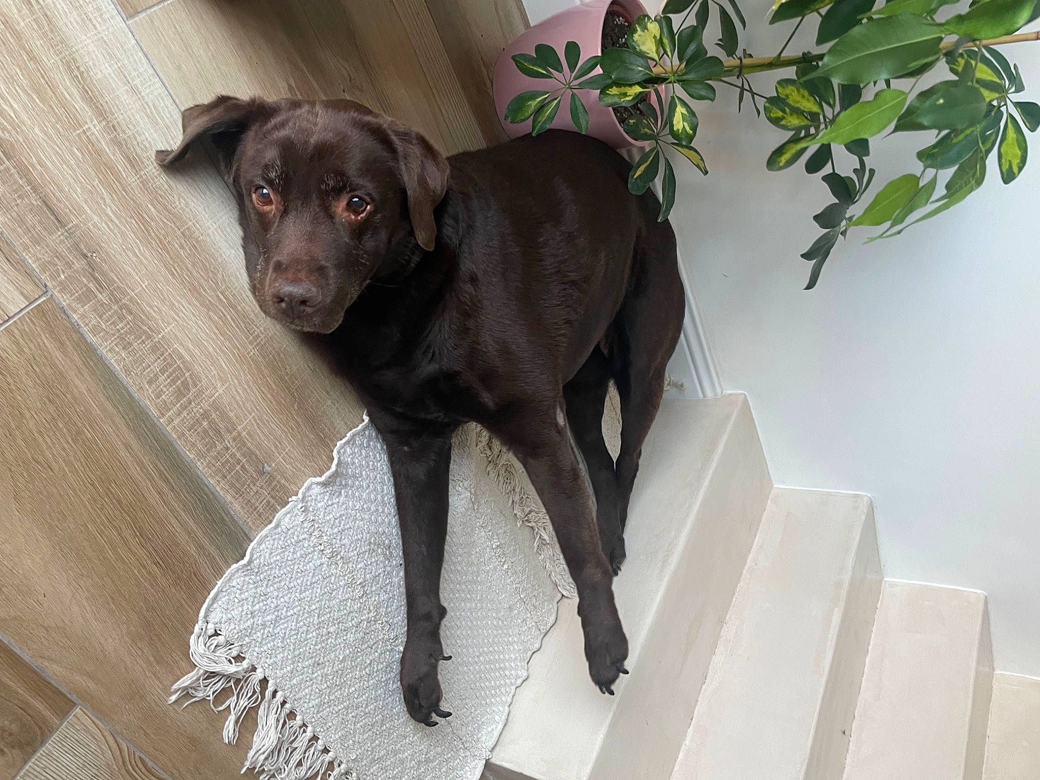 Indy a rejoint le concours — aidez-le/la à gagner de superbes lots ! art, borador, canidae, carnivore, collar, companion_dog, dog, dog_breed, dog_collar, fawn, fur, gun_dog, hunting_dog, liver, pet_supply, plant, snout, sporting_group, tail, working_animal