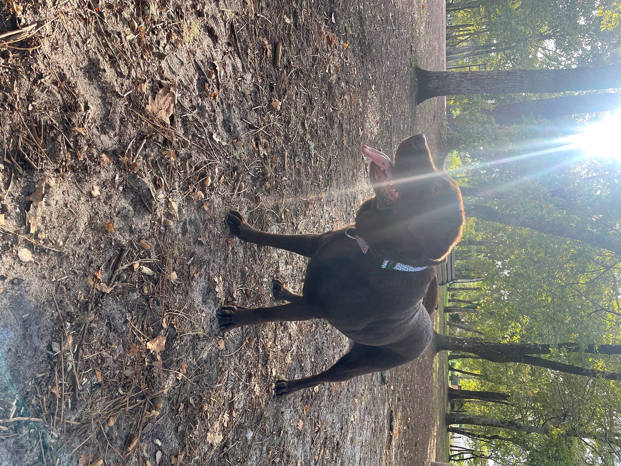 Indy participe au concours pour gagner de l'argent avec cette photo : branch, carnivore, dog, dog_breed, fawn, forest, grass, lens_flare, people_in_nature, plant, recreation, sunlight, tail, tints_and_shades, tree, trunk, twig, wilderness, wood, working_animal