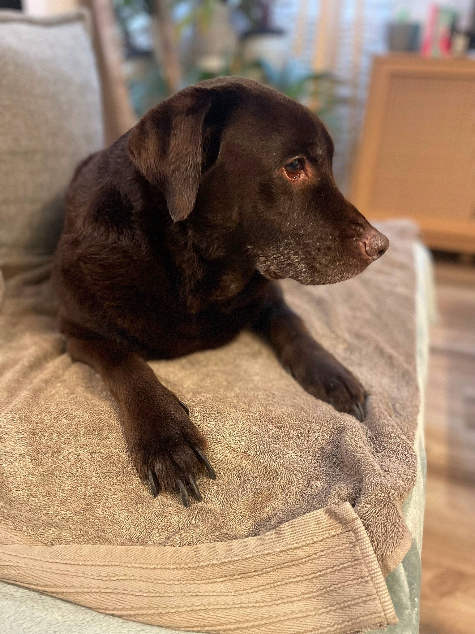 Indy a rejoint le concours — aidez-le/la à gagner de superbes lots ! borador, canidae, carnivore, collar, companion_dog, dog, dog_breed, dog_collar, dog_supply, flooring, fur, grey, gun_dog, liver, pet_supply, snout, sporting_group, terrestrial_animal, whiskers, working_animal