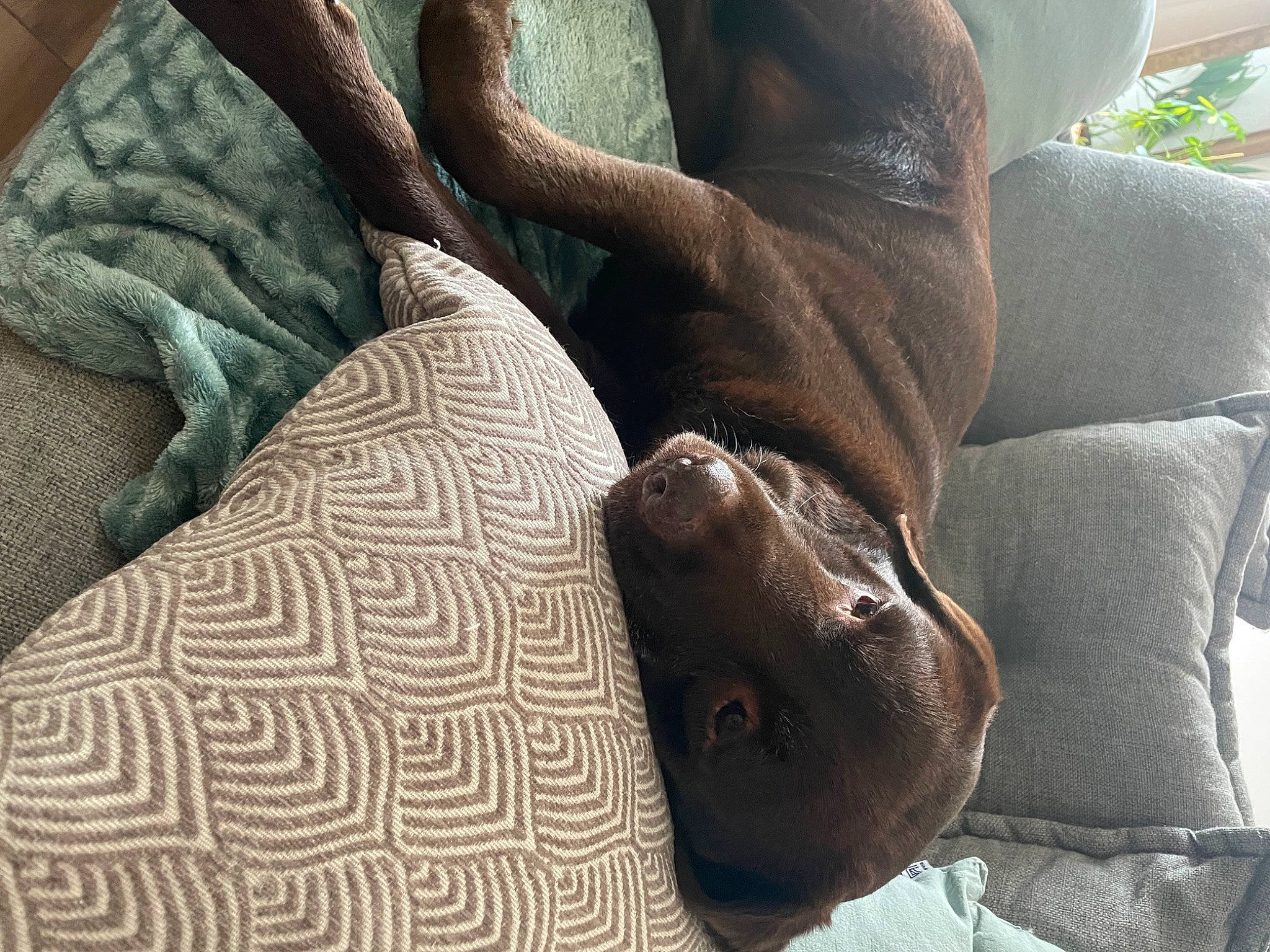 Indy a rejoint le concours — aidez-le/la à gagner de superbes lots ! comfort, companion_dog, fawn, foot, fur, human_body, human_leg, linens, nail, nap, pattern, room, sitting, terrestrial_animal, textile, thigh, wood, wool, woolen, working_animal