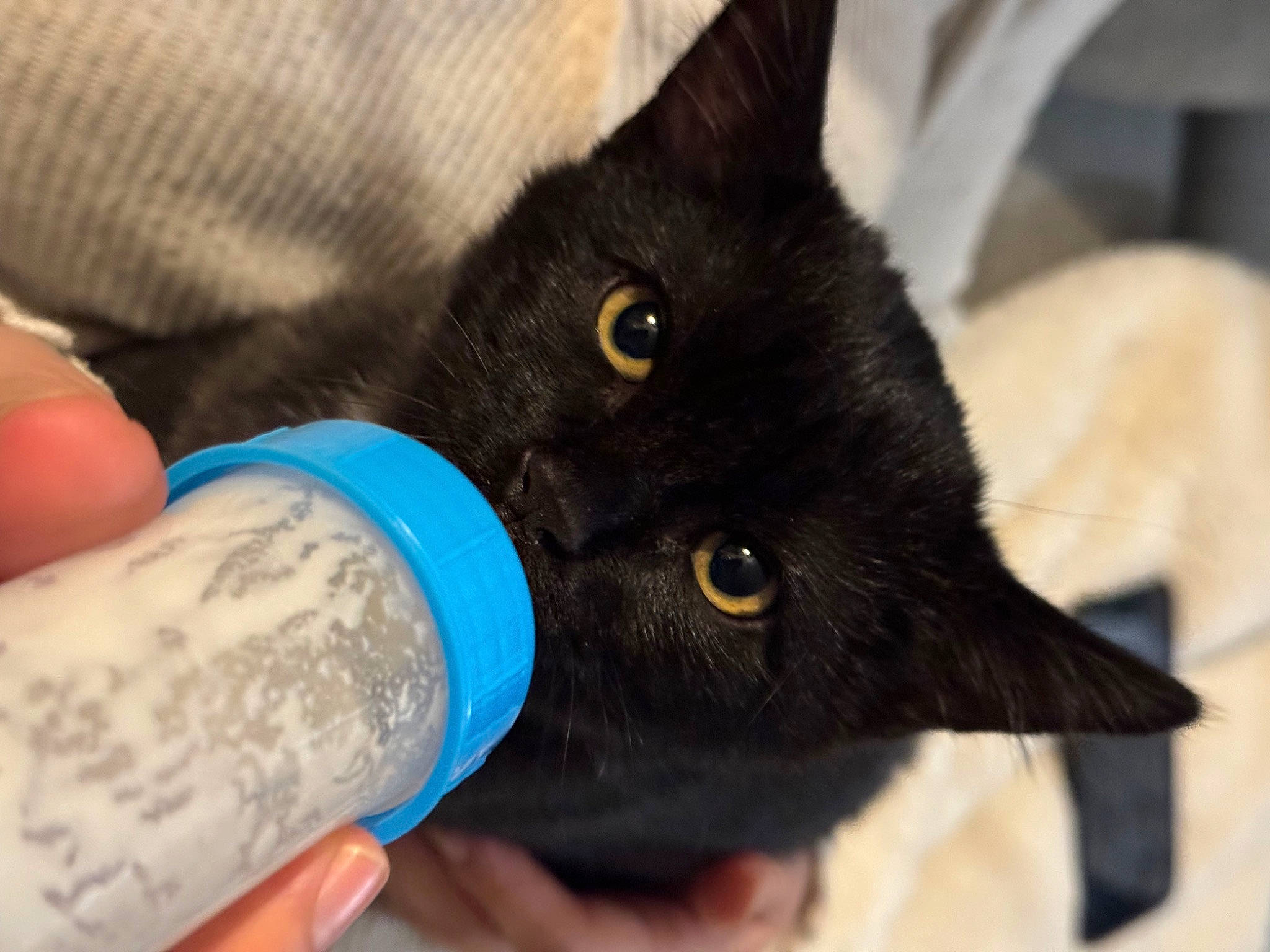 Hope participe au concours pour gagner de l'argent avec cette photo : black_cat, bombay, bottle, carnivore, cat, claw, domestic_short_haired_cat, electric_blue, felidae, finger, foot, fur, gesture, human_leg, nail, small_to_medium_sized_cats, snout, thumb, whiskers, wrist