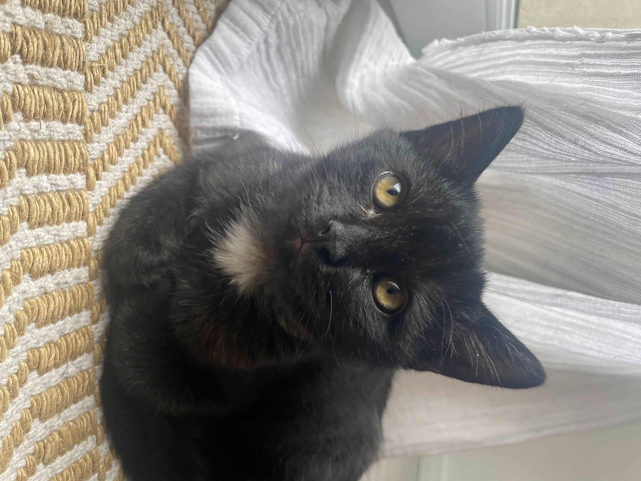 Hope participe au concours pour gagner de l'argent avec cette photo : black_cat, bombay, carnivore, cat, claw, comfort, domestic_short_haired_cat, ear, felidae, fur, grey, small_to_medium_sized_cats, snout, tail, terrestrial_animal, whiskers