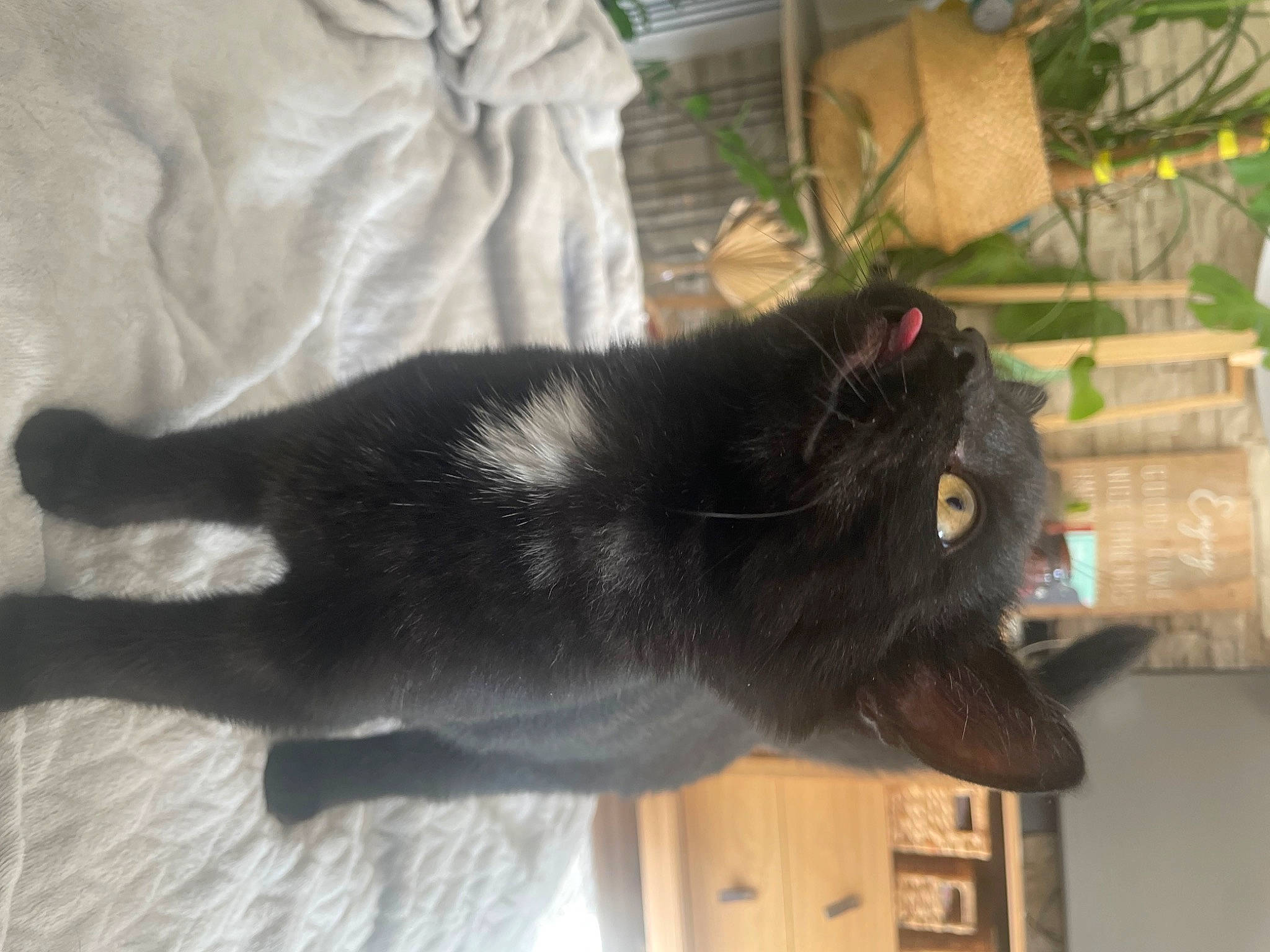 Hope participe au concours pour gagner de l'argent avec cette photo : black_cat, bombay, carnivore, cat, claw, dog_breed, domestic_short_haired_cat, felidae, flowerpot, fur, houseplant, plant, shadow, small_to_medium_sized_cats, snout, sporting_group, tail, terrestrial_animal, whiskers, wood