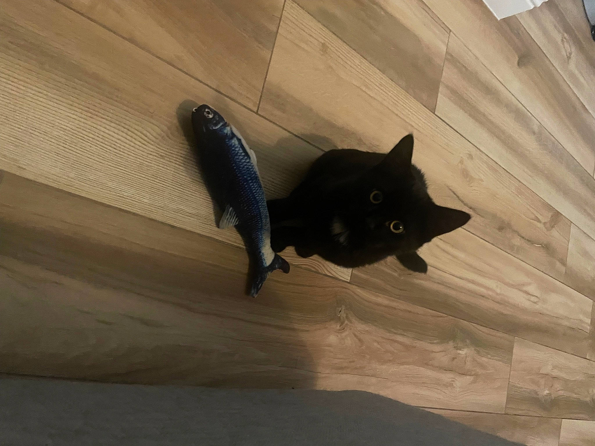 Hope a rejoint le concours — aidez-le/la à gagner de superbes lots ! automotive_tire, black_cat, bombay, carnivore, cat, domestic_short_haired_cat, electric_blue, eye, felidae, floor, flooring, grey, hardwood, small_to_medium_sized_cats, snout, tail, tints_and_shades, whiskers, window, wood