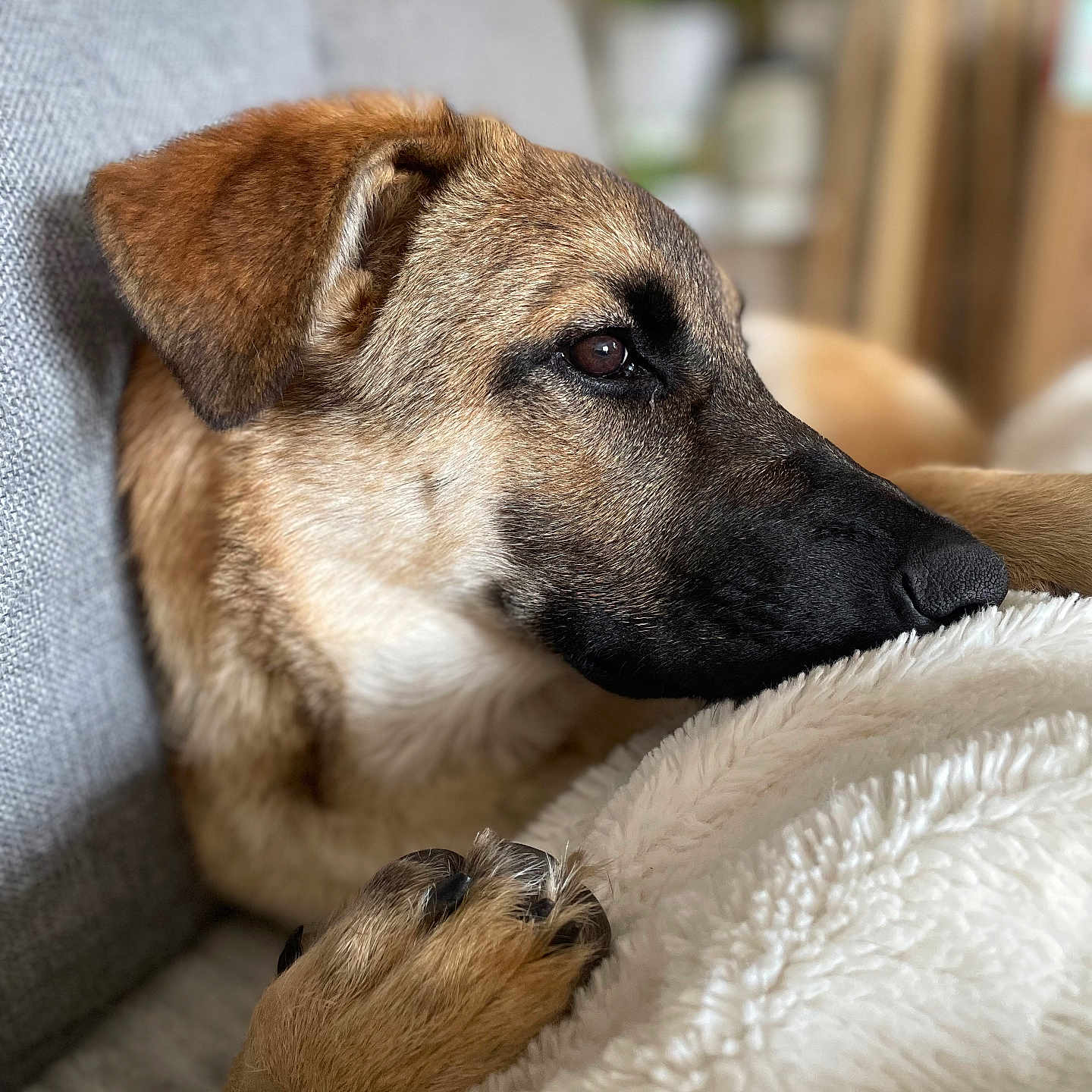 Vicky participe au concours pour gagner de l'argent avec cette photo : animal, armchair, blanket, canine, chair, couch, cushion, dog, furniture, germanshepherd, homedecor, hound, labradorretriever, person, pet, puppy, rat, rodent, sleeping, snout