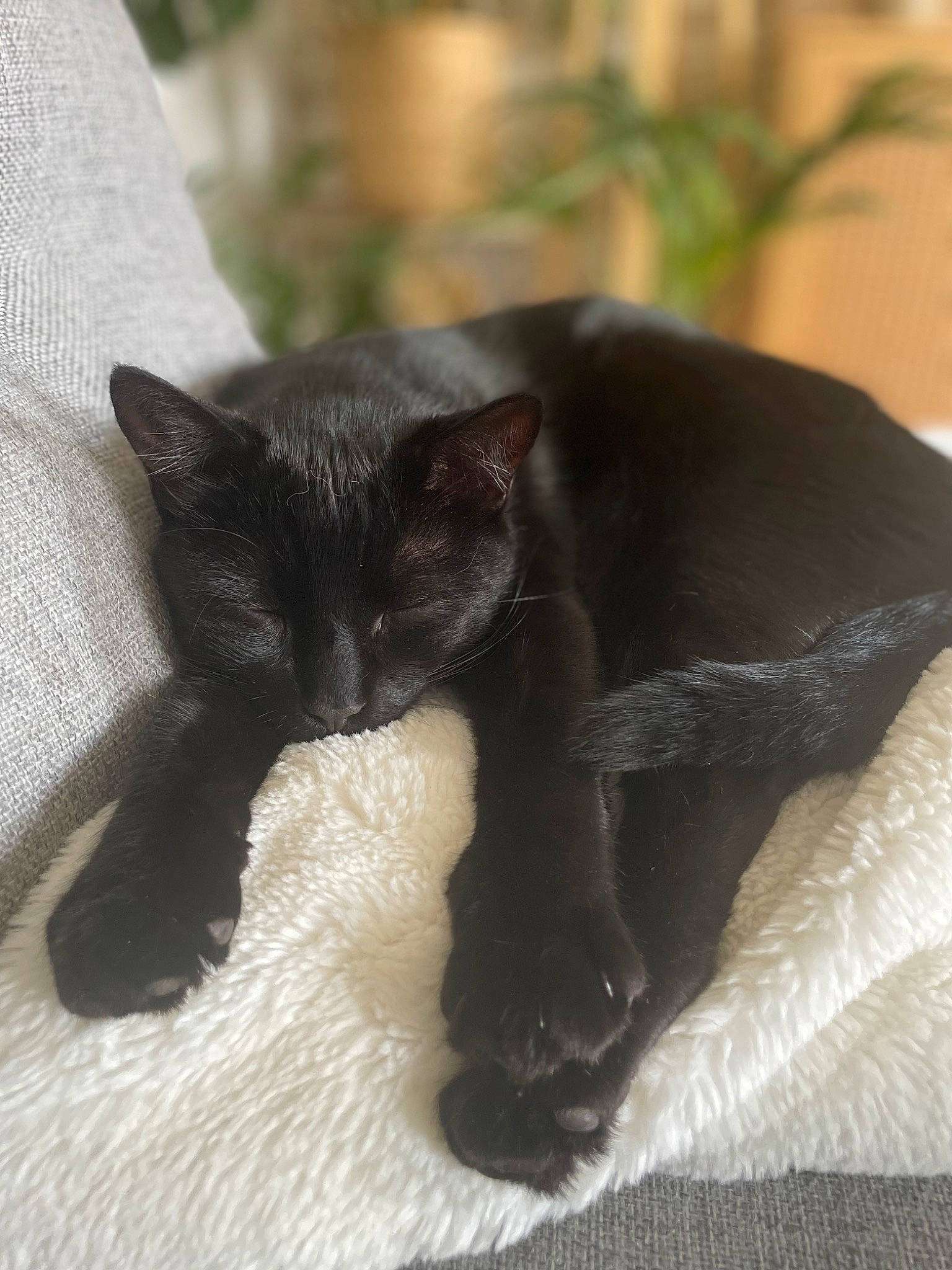 Harry participe au concours pour gagner de l'argent avec cette photo : black_cat, bombay, carnivore, cat, cat_supply, claw, comfort, dog_breed, domestic_short_haired_cat, felidae, fur, grass, paw, plant, small_to_medium_sized_cats, snout, tail, terrestrial_animal, vertebrate, whiskers