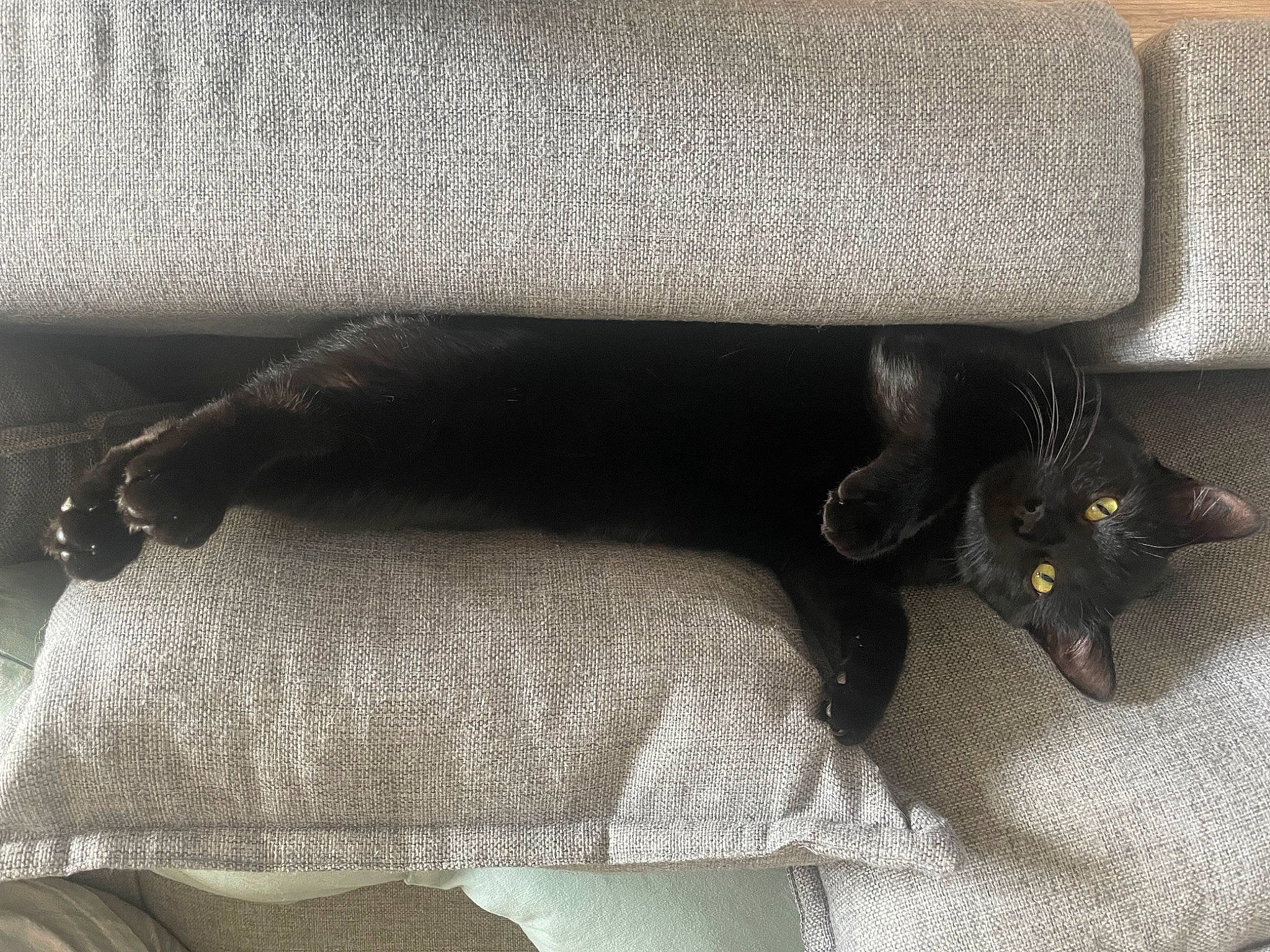 Harry a rejoint le concours — aidez-le/la à gagner de superbes lots ! black_cat, bombay, carnivore, cat, comfort, couch, domestic_short_haired_cat, felidae, flooring, fur, grey, human_leg, linens, plant, room, small_to_medium_sized_cats, snout, tail, tints_and_shades, whiskers