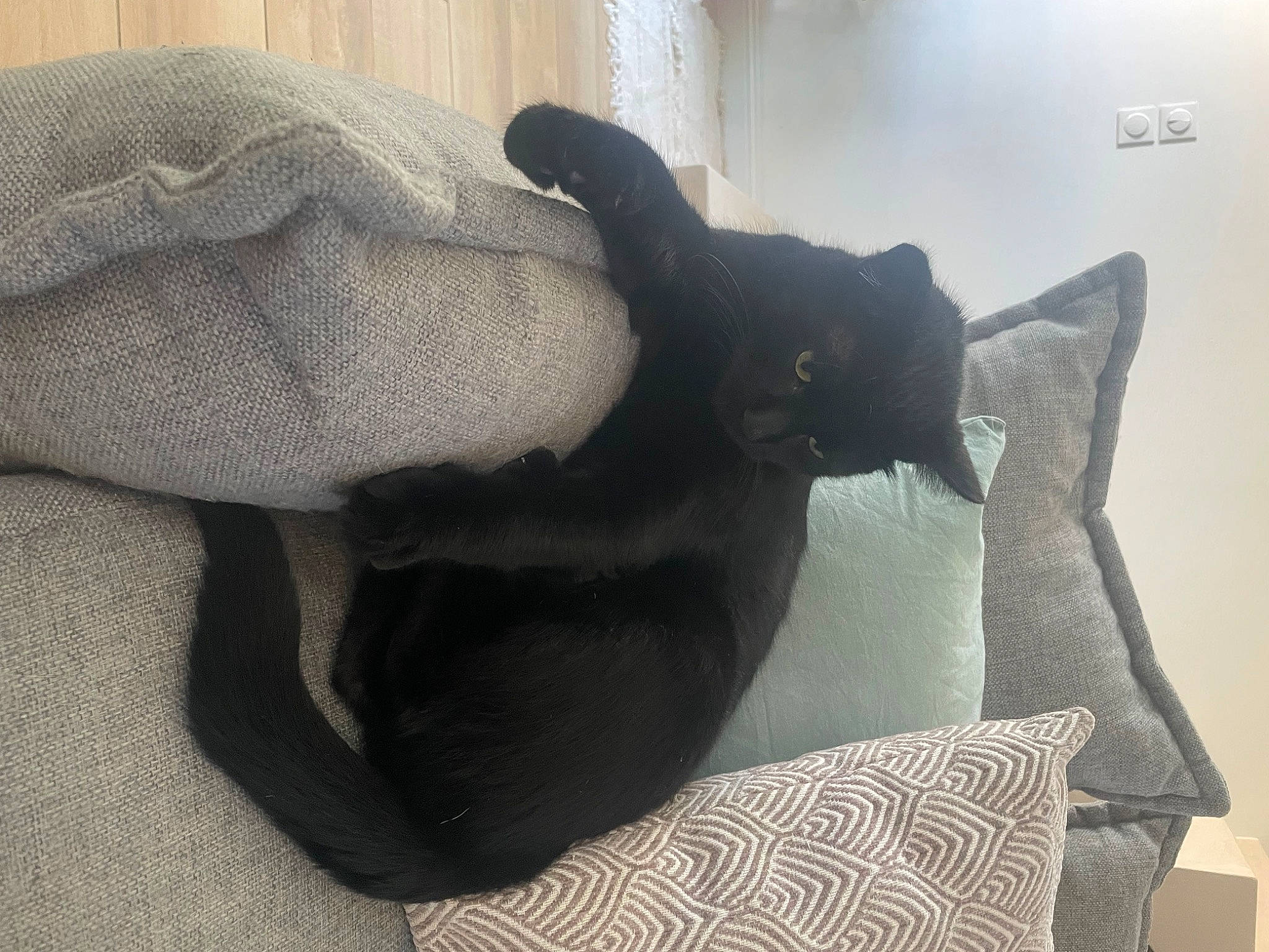 Harry participe au concours pour gagner de l'argent avec cette photo : black_cat, carnivore, cat, comfort, companion_dog, dog_breed, domestic_short_haired_cat, fawn, felidae, fur, grey, hardwood, linens, mammal, small_to_medium_sized_cats, tail, terrestrial_animal, tints_and_shades, whiskers, wood