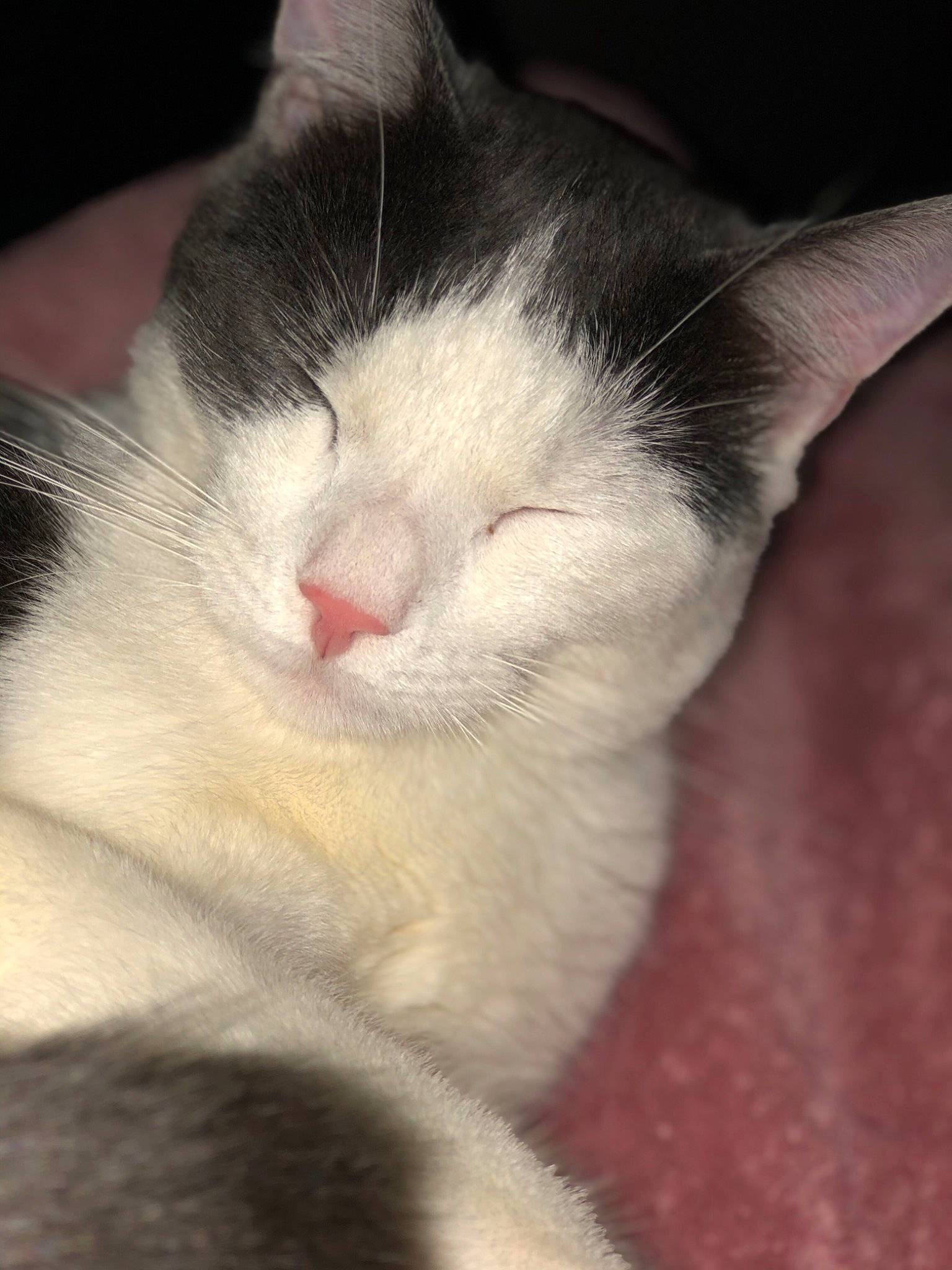 Paulo participe au concours pour gagner de l'argent avec cette photo : carnivore, cat, claw, cloud, comfort, domestic_short_haired_cat, felidae, fur, nap, paw, sky, sleep, small_to_medium_sized_cats, square, tail, whiskers