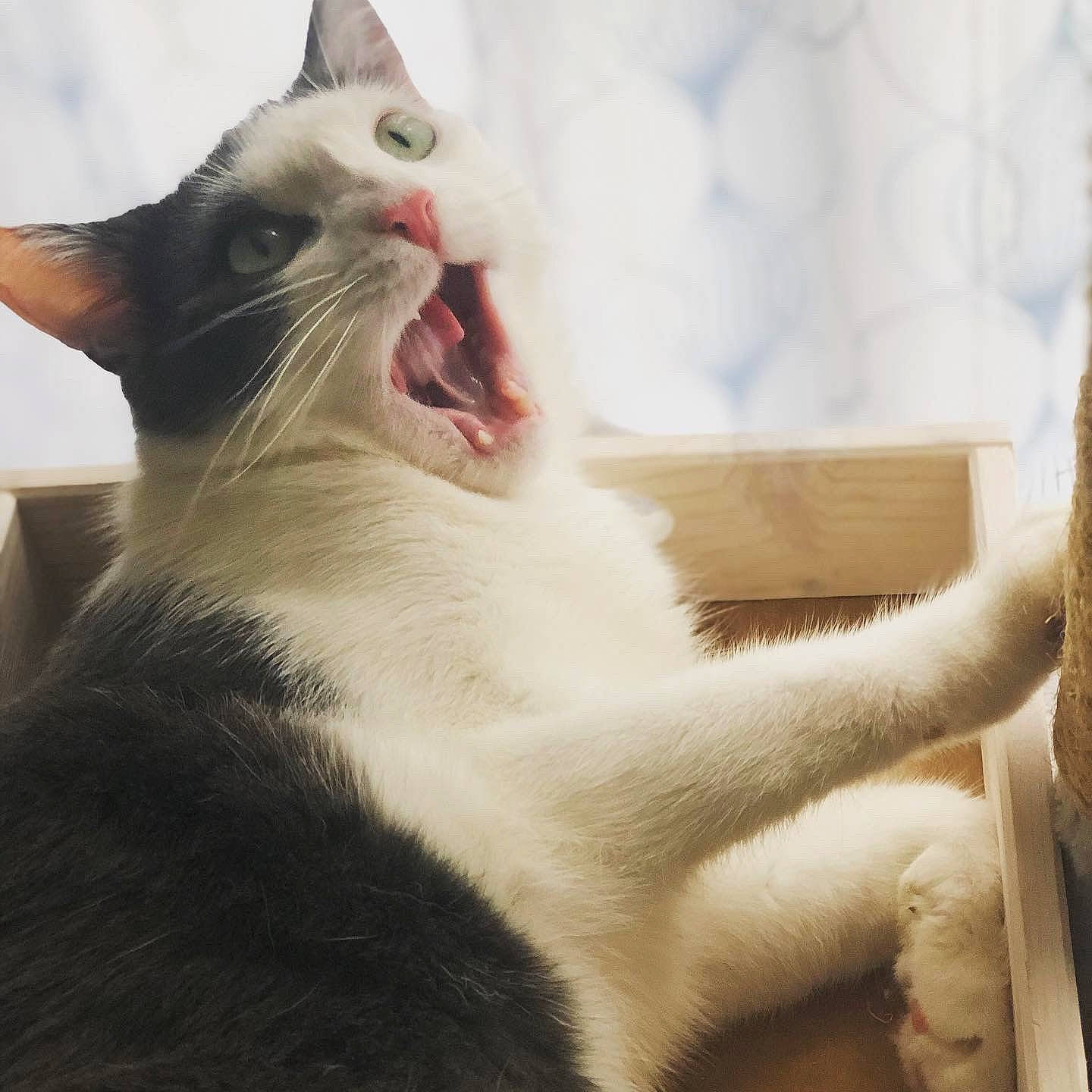 Paulo participe au concours pour gagner de l'argent avec cette photo : carnivore, cat, comfort, domestic_short_haired_cat, fang, felidae, fur, happy, internet_meme, jaw, paw, photo_caption, roar, small_to_medium_sized_cats, snout, tail, terrestrial_animal, whiskers, window, yawn