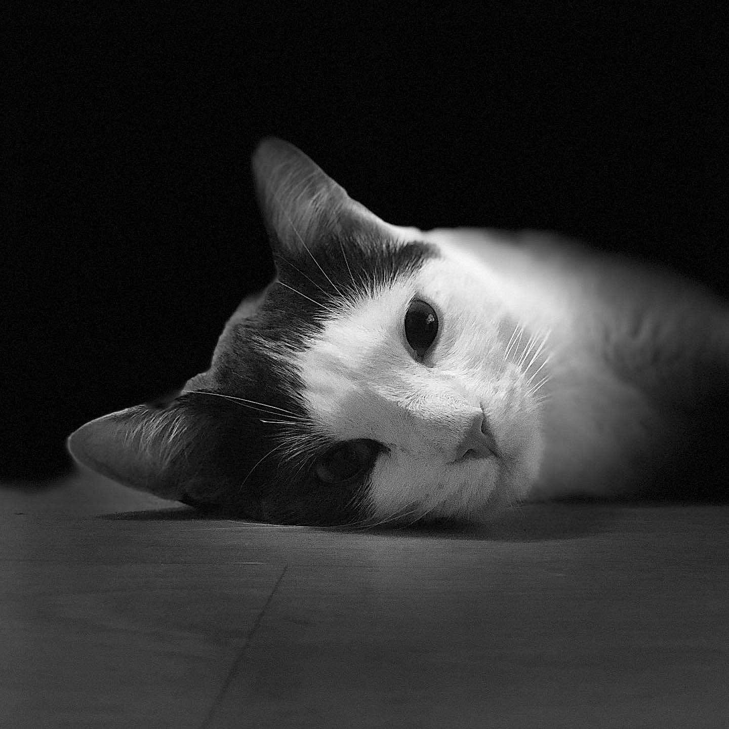 Paulo a rejoint le concours — aidez-le/la à gagner de superbes lots ! carnivore, cat, comfort, darkness, domestic_short_haired_cat, ear, eye, felidae, fur, human_body, leg, monochrome, monochrome_photography, paw, shadow, small_to_medium_sized_cats, snout, tail, terrestrial_animal, whiskers