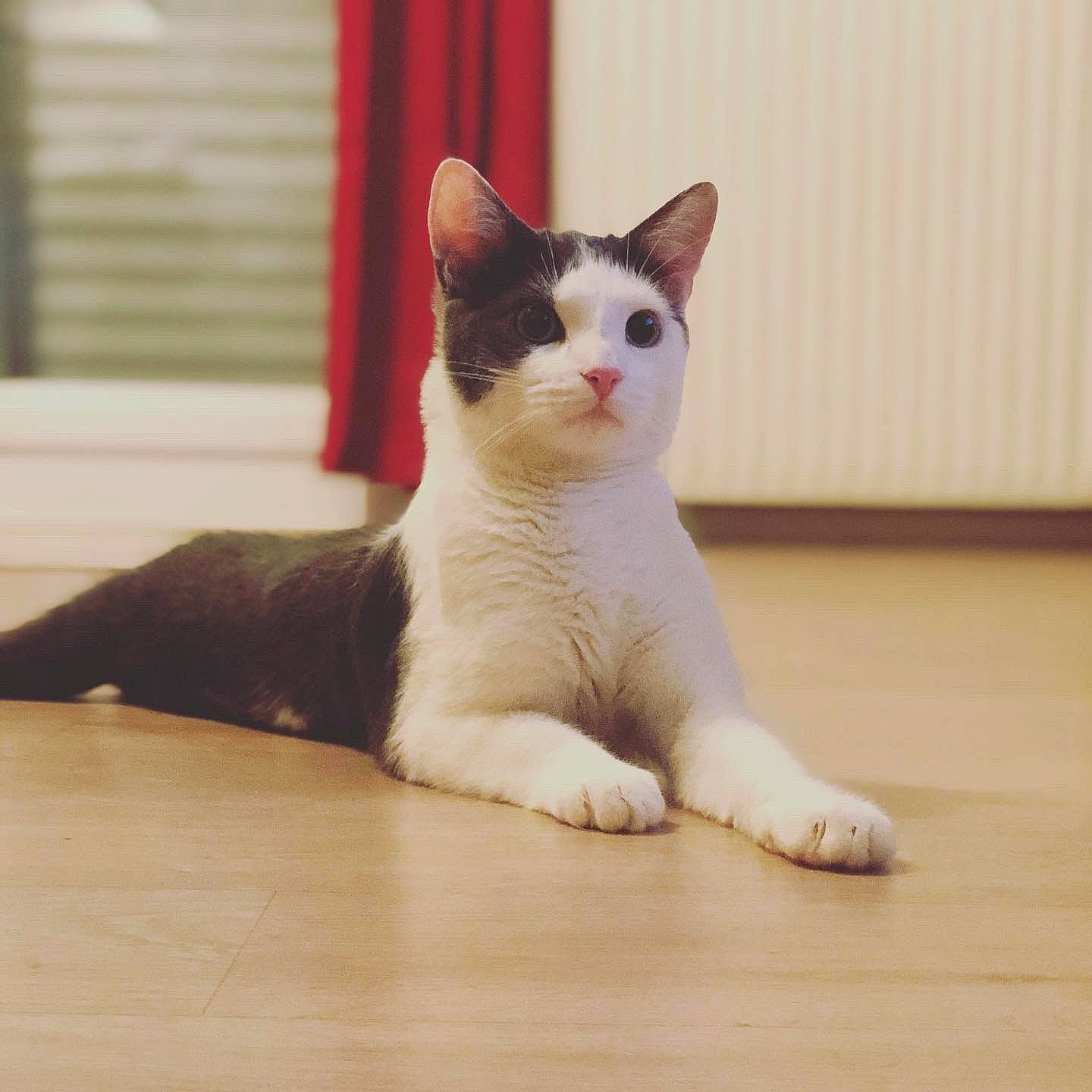 Paulo a rejoint le concours — aidez-le/la à gagner de superbes lots ! carnivore, cat, domestic_short_haired_cat, fawn, felidae, flooring, foot, fur, hardwood, laminate_flooring, paw, sitting, small_to_medium_sized_cats, snout, tail, terrestrial_animal, varnish, whiskers, wood, wood_flooring