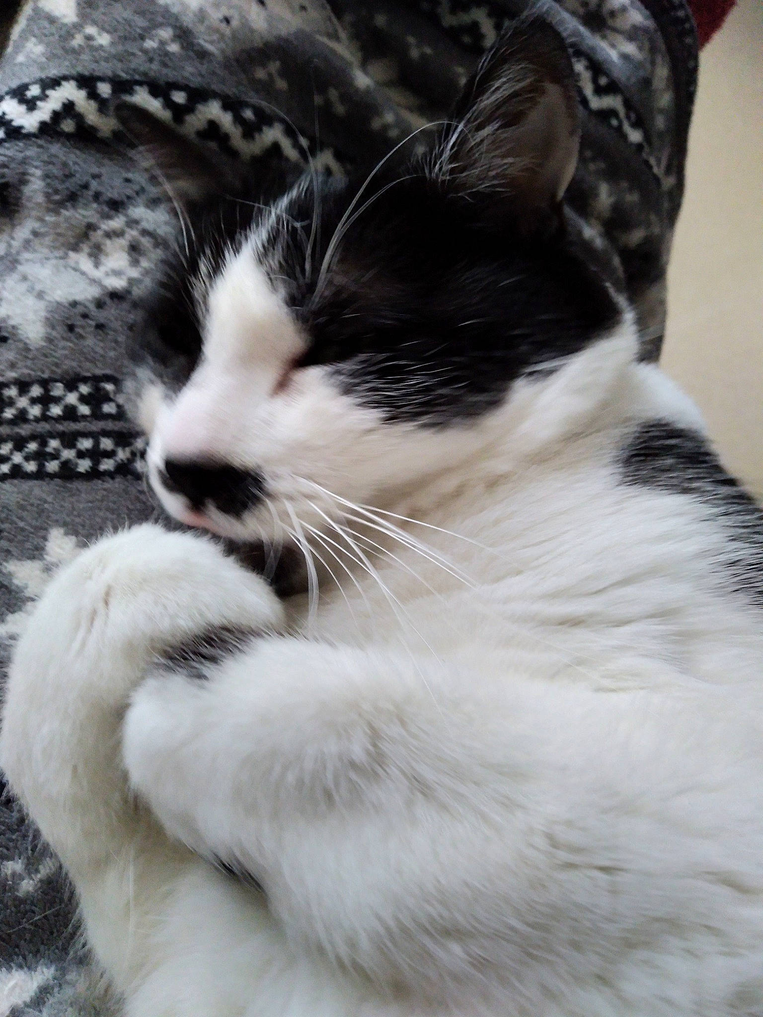 Lyna a rejoint le concours — aidez-le/la à gagner de superbes lots ! black_and_white, carnivore, cat, felidae, fur, monochrome_photography, small_to_medium_sized_cats, snout, tail, terrestrial_animal, vertebrate, whiskers