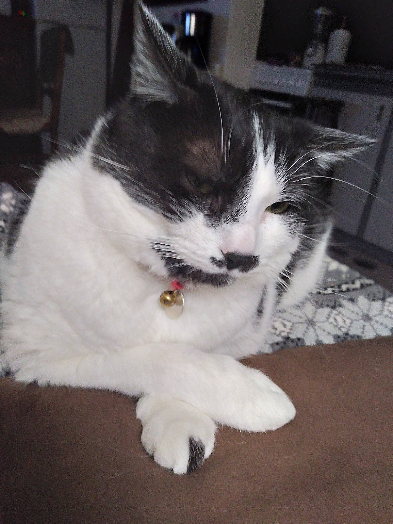 Lyna a rejoint le concours — aidez-le/la à gagner de superbes lots ! black_and_white, carnivore, cat, cymric, domestic_long_haired_cat, domestic_short_haired_cat, ear, european_shorthair, eye, felidae, fur, kitten, mammal, norwegian_forest_cat, polydactyl_cat, ragamuffin, small_to_medium_sized_cats, tail, whiskers