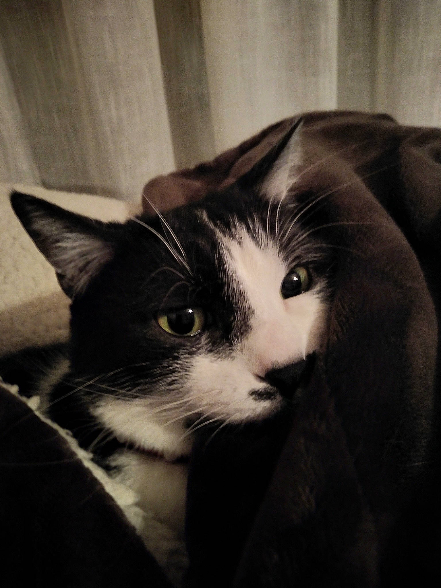 Lyna participe au concours pour gagner de l'argent avec cette photo : black, black_and_white, black_cat, carnivore, cat, close_up, domestic_short_haired_cat, ear, eye, felidae, fur, kitten, monochrome, norwegian_forest_cat, nose, photography, small_to_medium_sized_cats, snout, whiskers