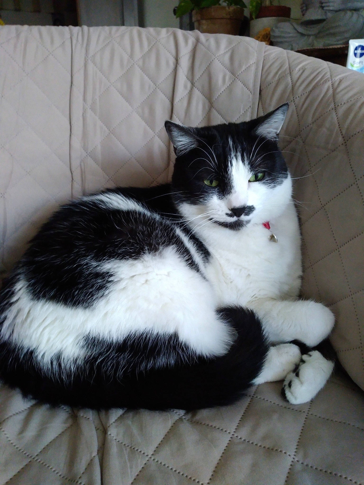 Lyna a rejoint le concours — aidez-le/la à gagner de superbes lots ! aegean_cat, american_shorthair, american_wirehair, asian, black_and_white, carnivore, cat, domestic_short_haired_cat, european_shorthair, felidae, fur, japanese_bobtail, kitten, mammal, polydactyl_cat, small_to_medium_sized_cats, tail, whiskers