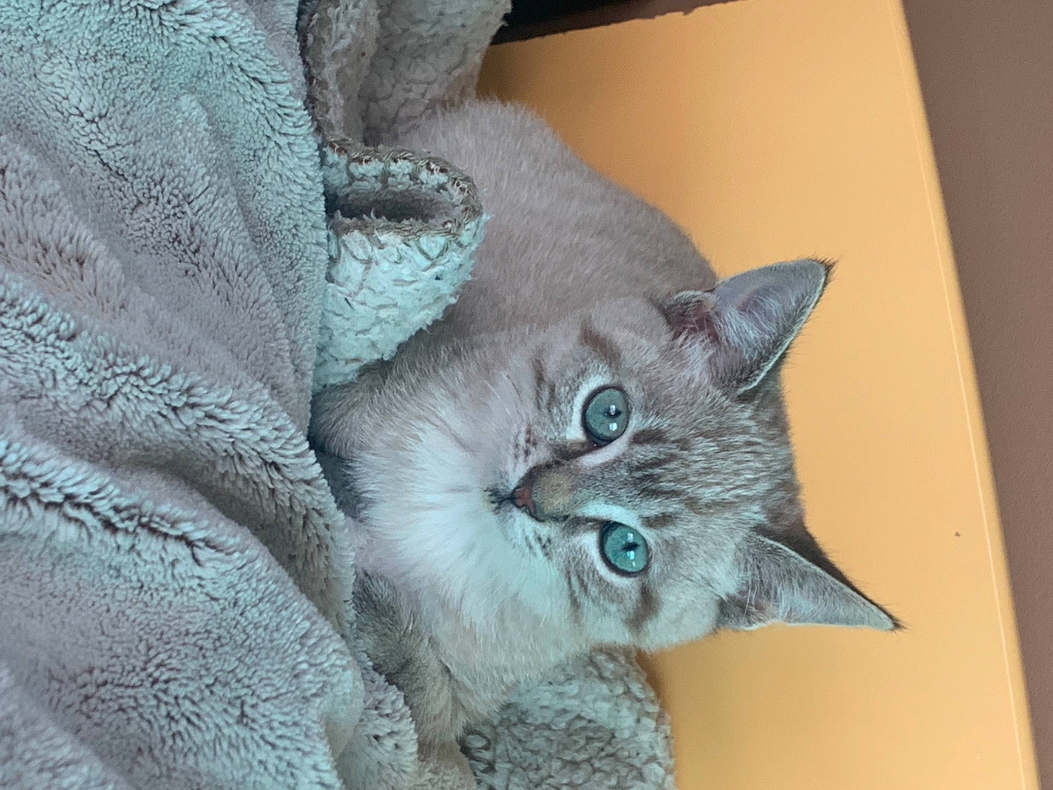 Smookie participe au concours pour gagner de l'argent avec cette photo : carnivore, cat, comfort, domestic_short_haired_cat, door, electric_blue, eye, fawn, felidae, fur, grey, head, room, russian_blue, small_to_medium_sized_cats, snout, whiskers, window