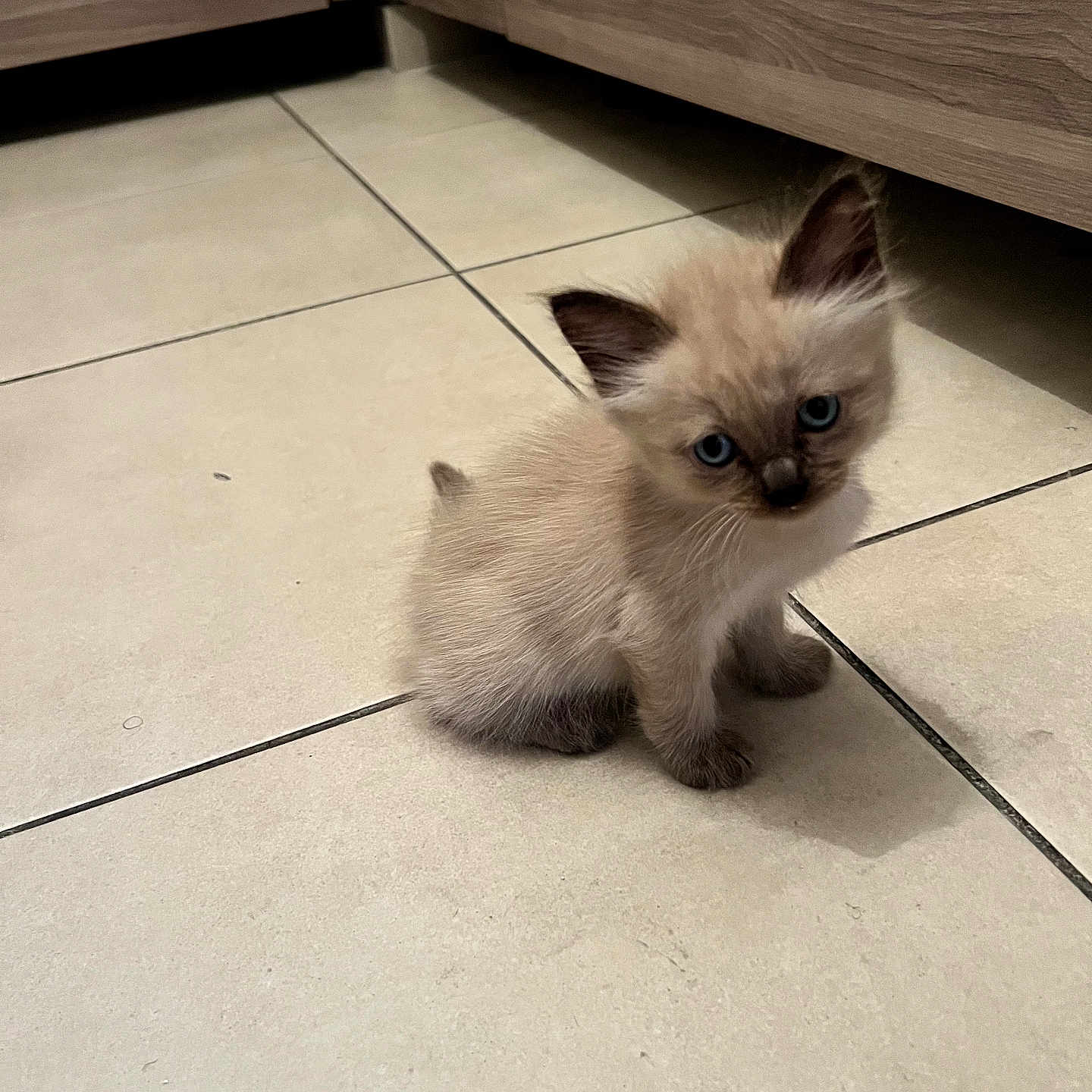 Chiara a rejoint le concours — aidez-le/la à gagner de superbes lots ! kitten, cat, fluffy, blue_eyes, sitting, indoor, floor, tiles, cabinet, furniture, cream_fur, dark_ears, pet, animal, portrait, cute, small, home, shadow, photography