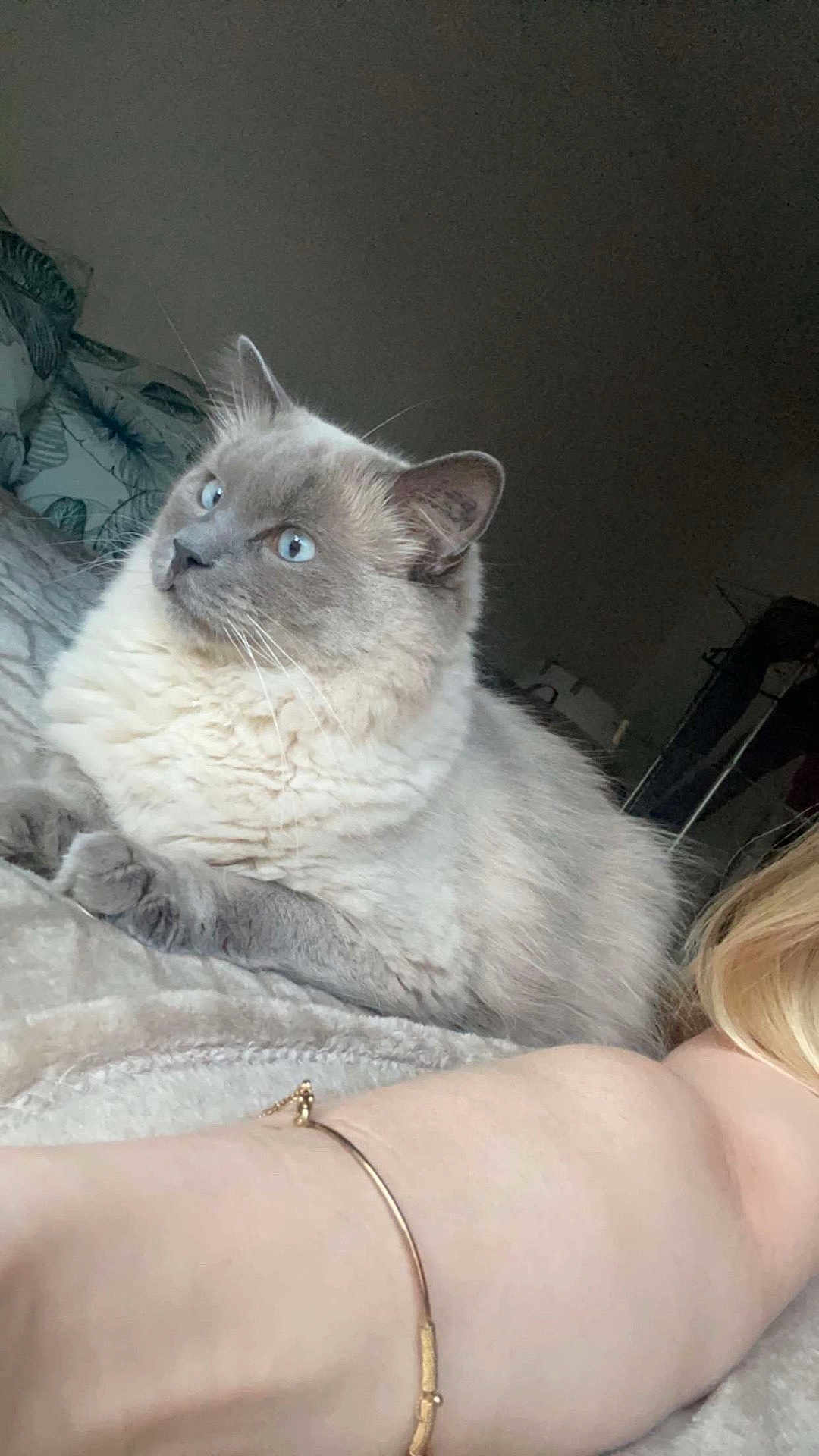 Rosalie participe au concours pour gagner de l'argent avec cette photo : cat, blue_eyes, fluffy, gray_cat, cream_fur, pet, indoor, blanket, arm, bracelet, human, feline, cozy, resting, soft_texture, whiskers, ears, animal, closeup, relaxed